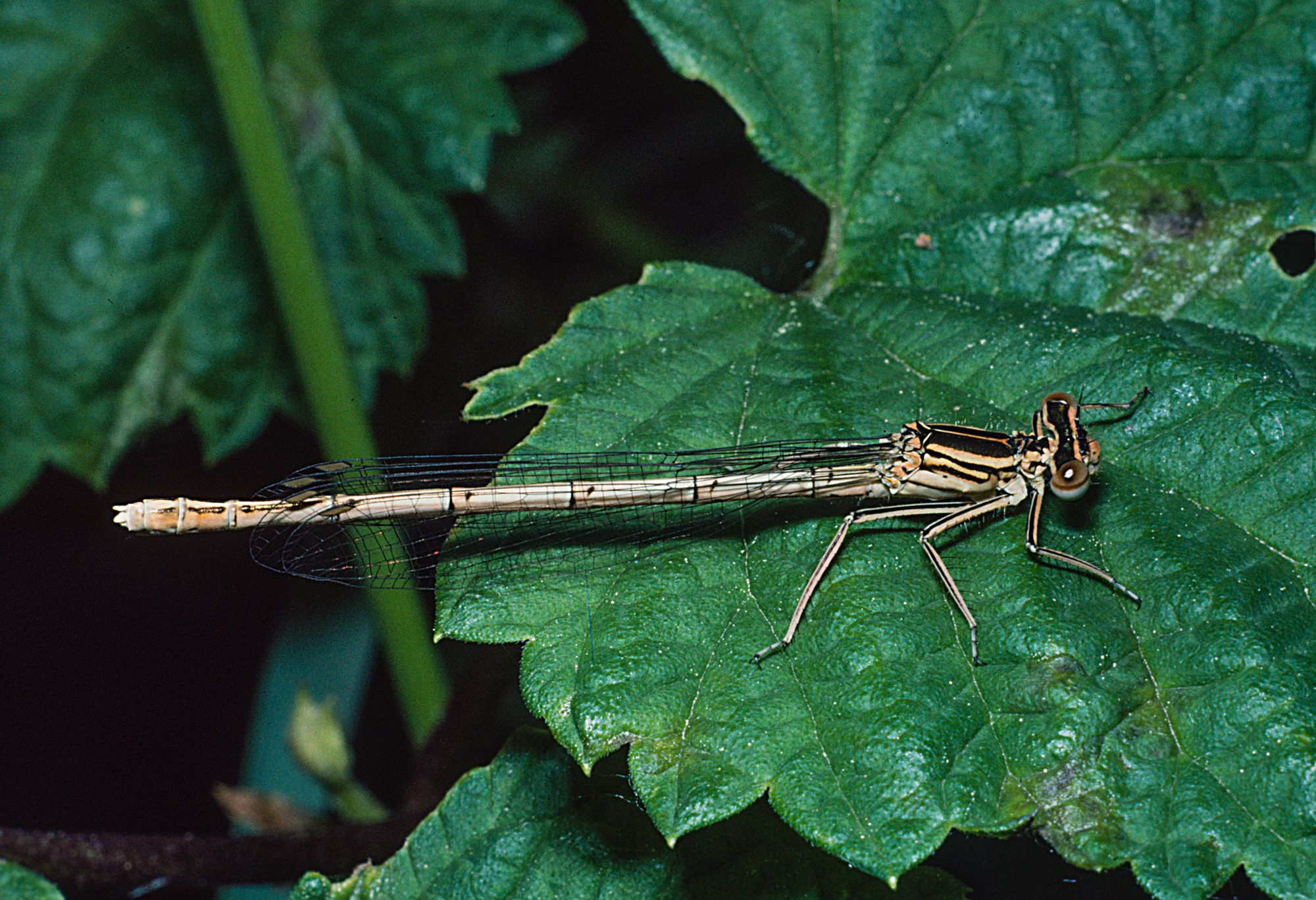 Weibchen der Blauen Federlibelle (Foto: Wolfgang Willner)