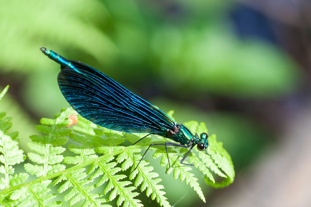 Schillert prächtig blau: Blauflügel-Prachtlibelle (Calopteryx virgo) auf einem Farnblatt.