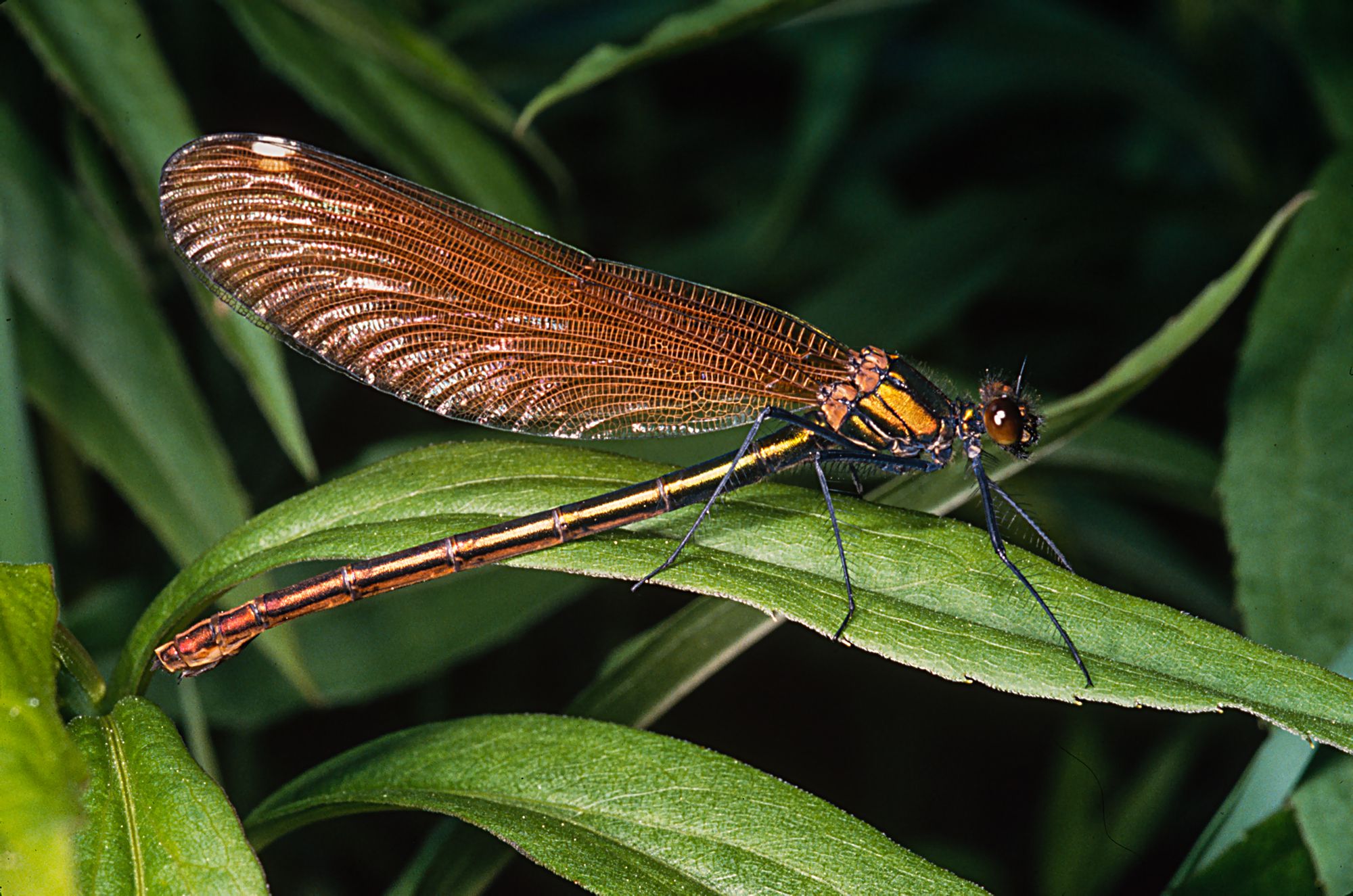 Braun gefärbtes Weibchen der Blauflügel-Prachtlibelle (Calopteryx virgo) sitzt auf einem Blatt.