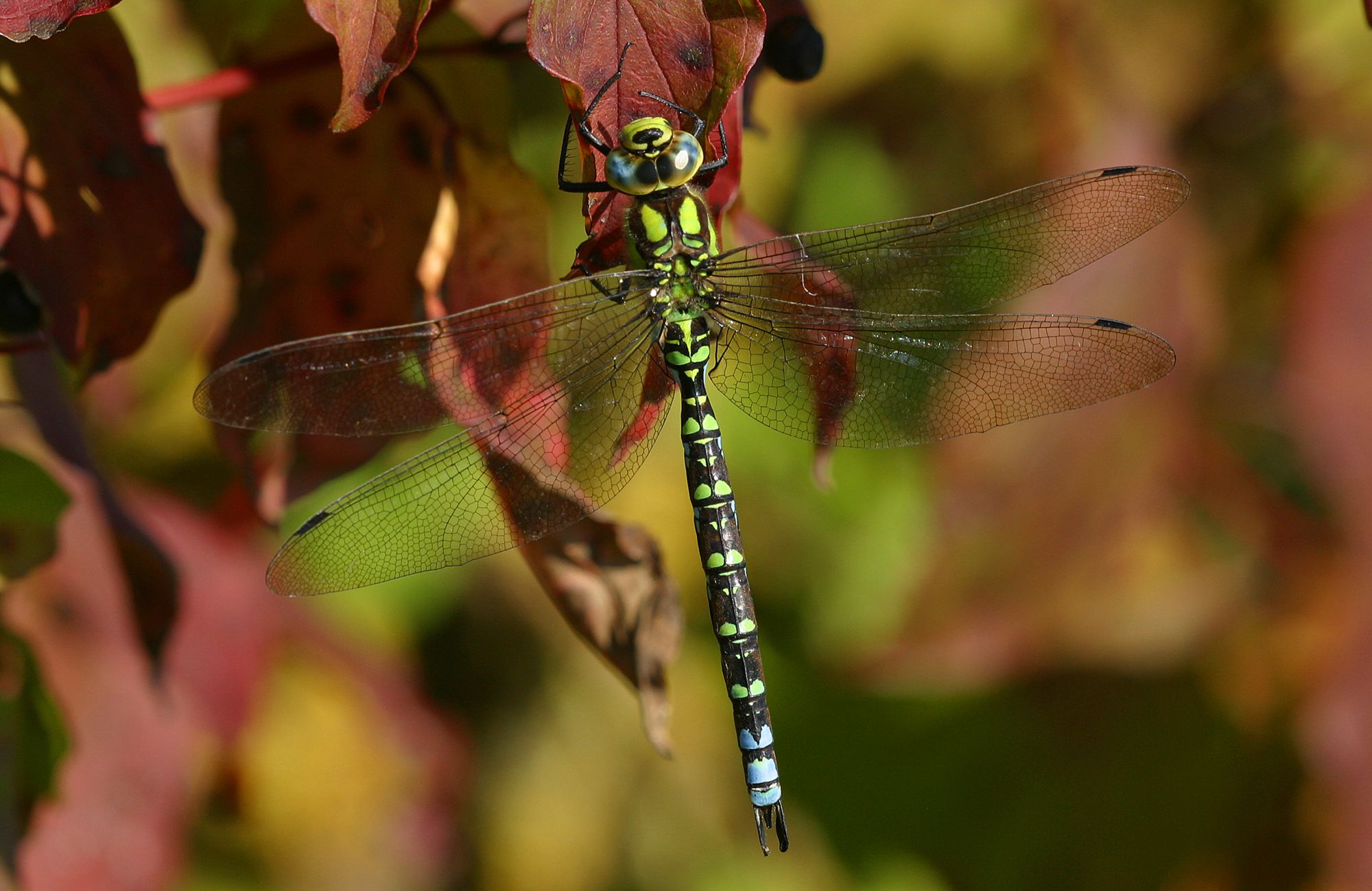 Männchen der Blaugrünen Mosaikjungfer (Foto: Wolfgang Willner)