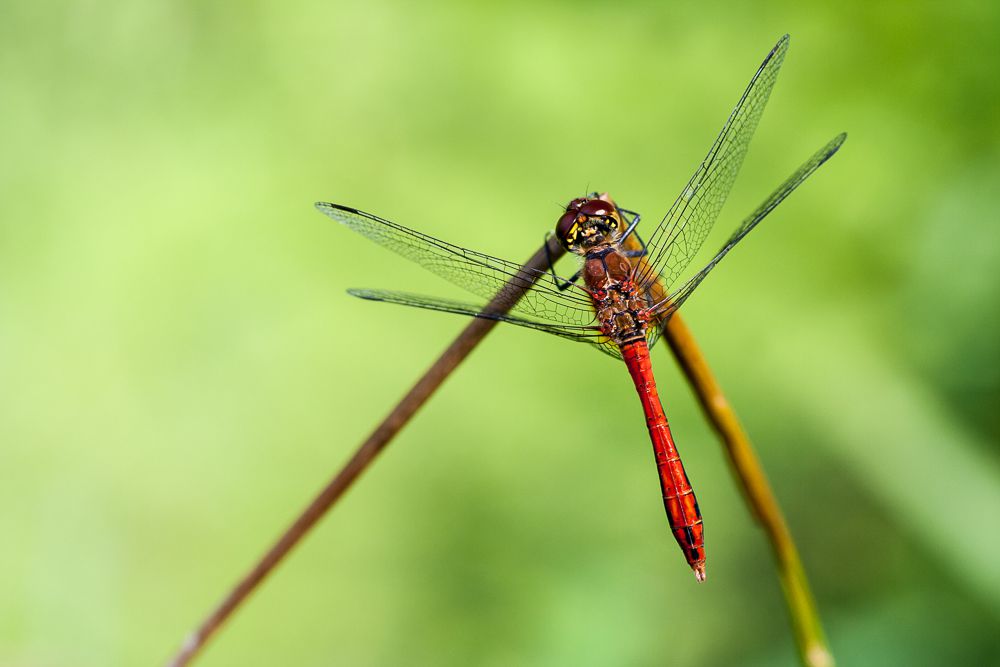 Männchen der Blutroten Heidelibelle (Foto: Falko Heidecke)