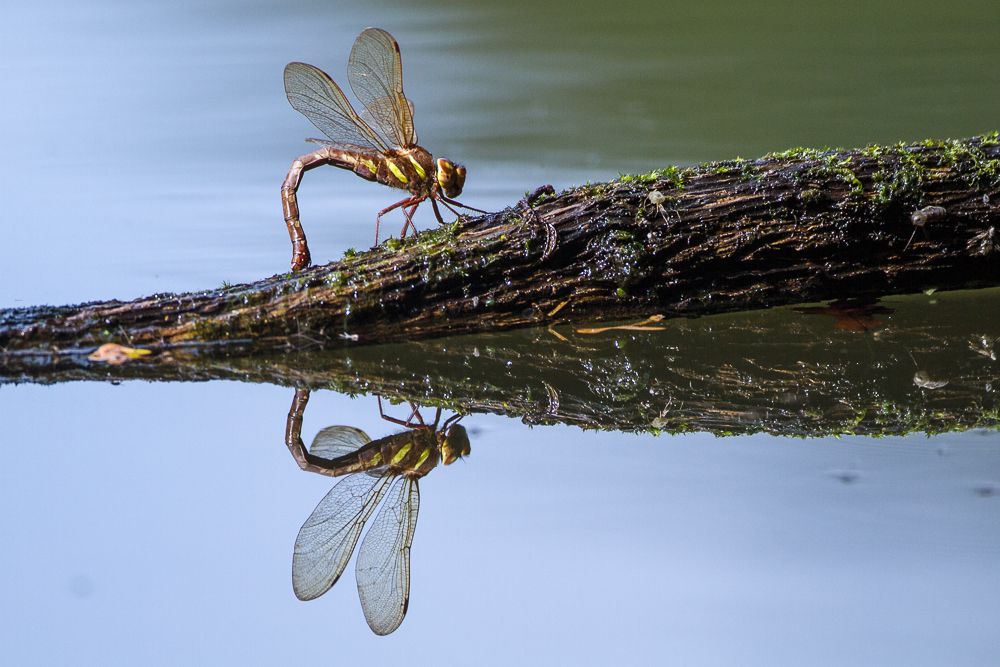 Ein Weibchen der Braunen Mosaikjungfer (Aeshna grandis) mit gekrümmtem Körper sitzt auf einem halb im Wasser liegenden Ast.