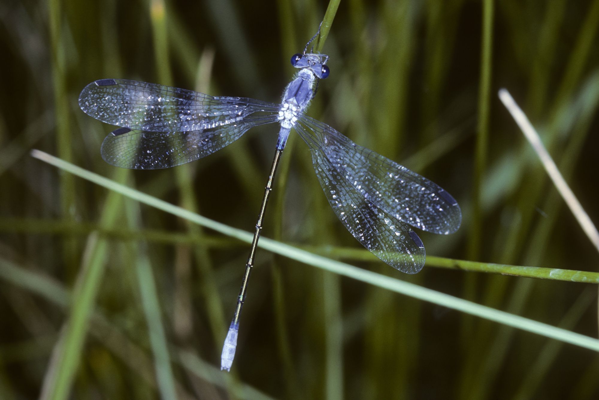 Weibchen der Dunklen Binsenjungfer (Foto: Wolfgang Willner)