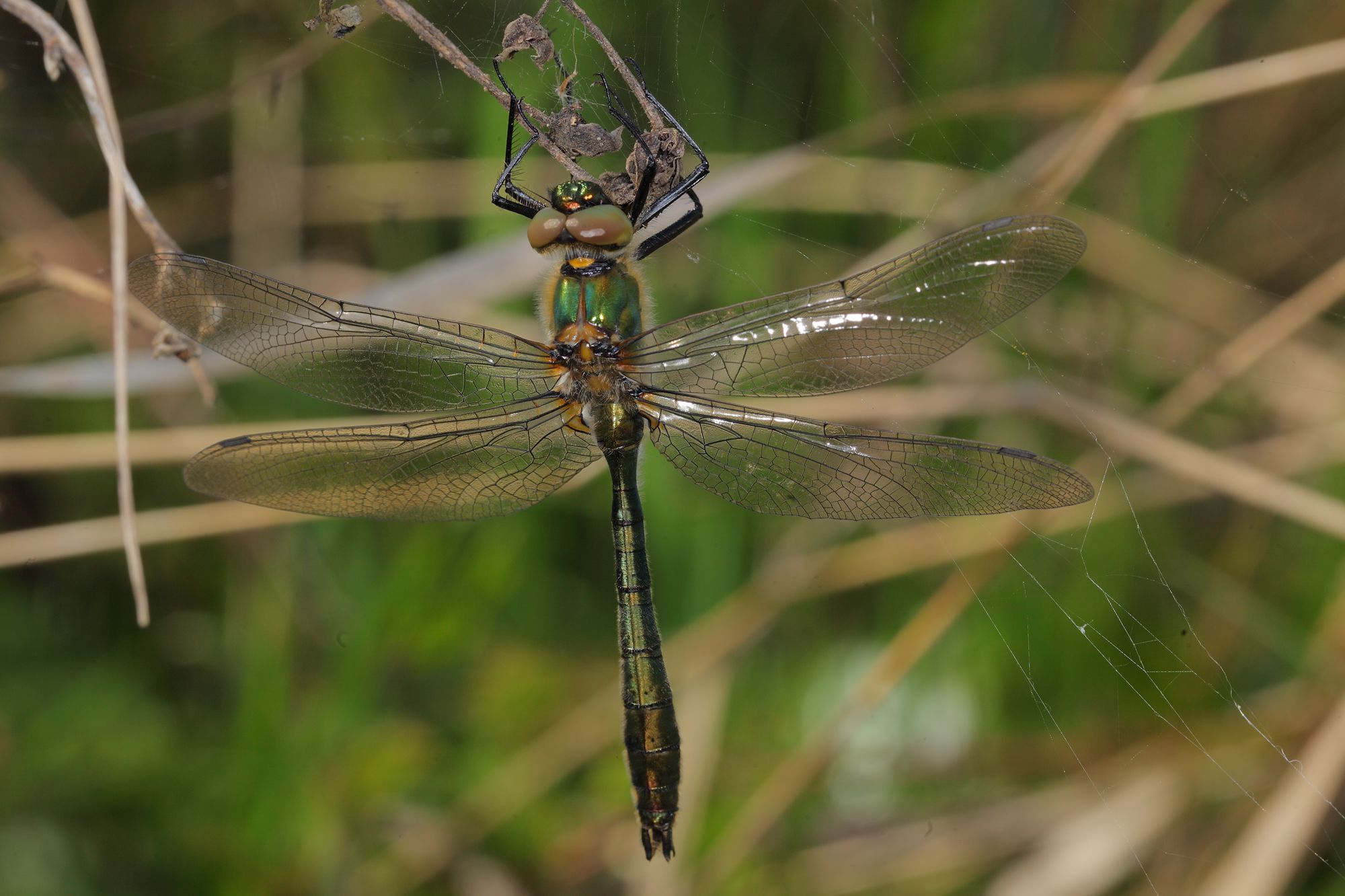 Eine männliche Falkenlibelle (Cordulia aenea)