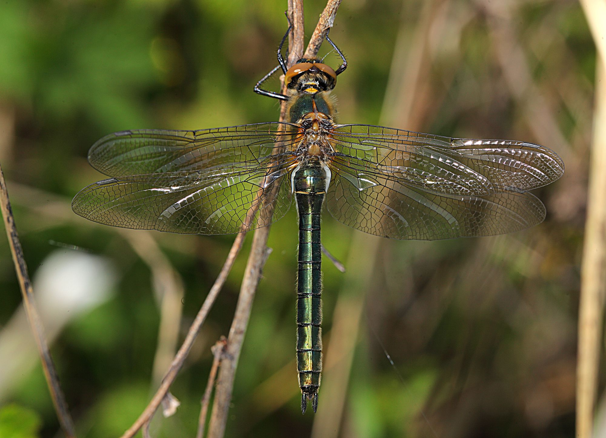 Eine weibliche Falkenlibelle (Cordulia aenea)