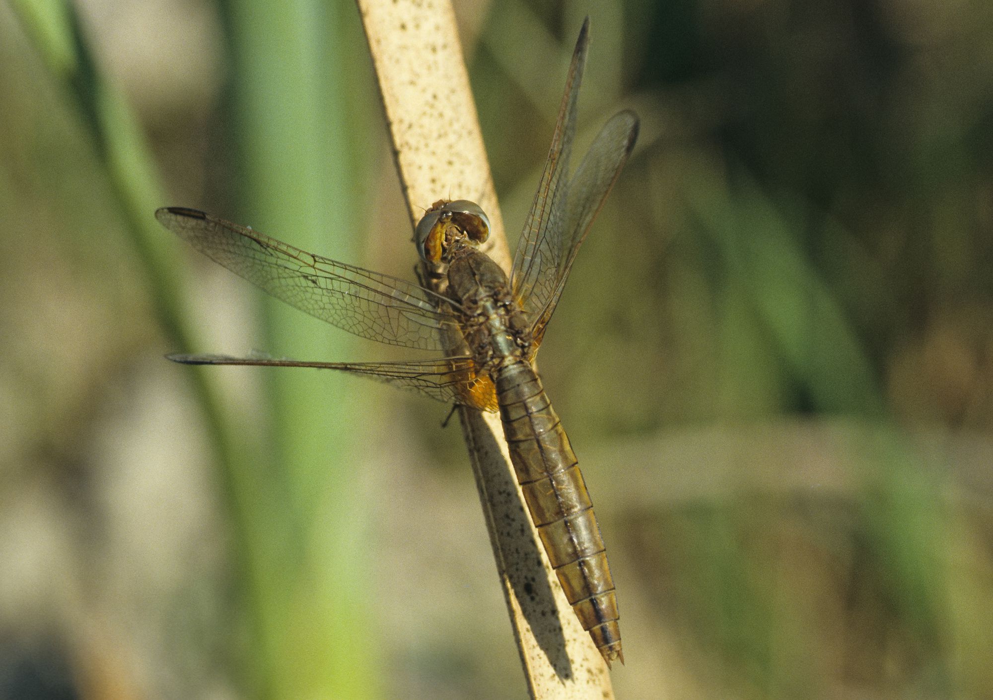 Ein Weibchen der Feuerlibelle (Crocothemis erythraea)