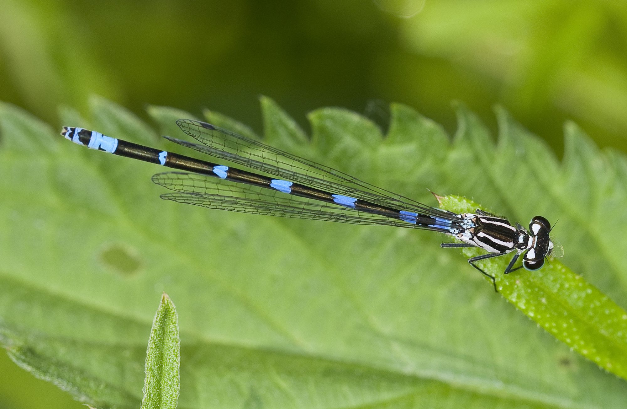 Eine weibliche Fledermaus-Azurjungfer (Coenagrion pulchellum)