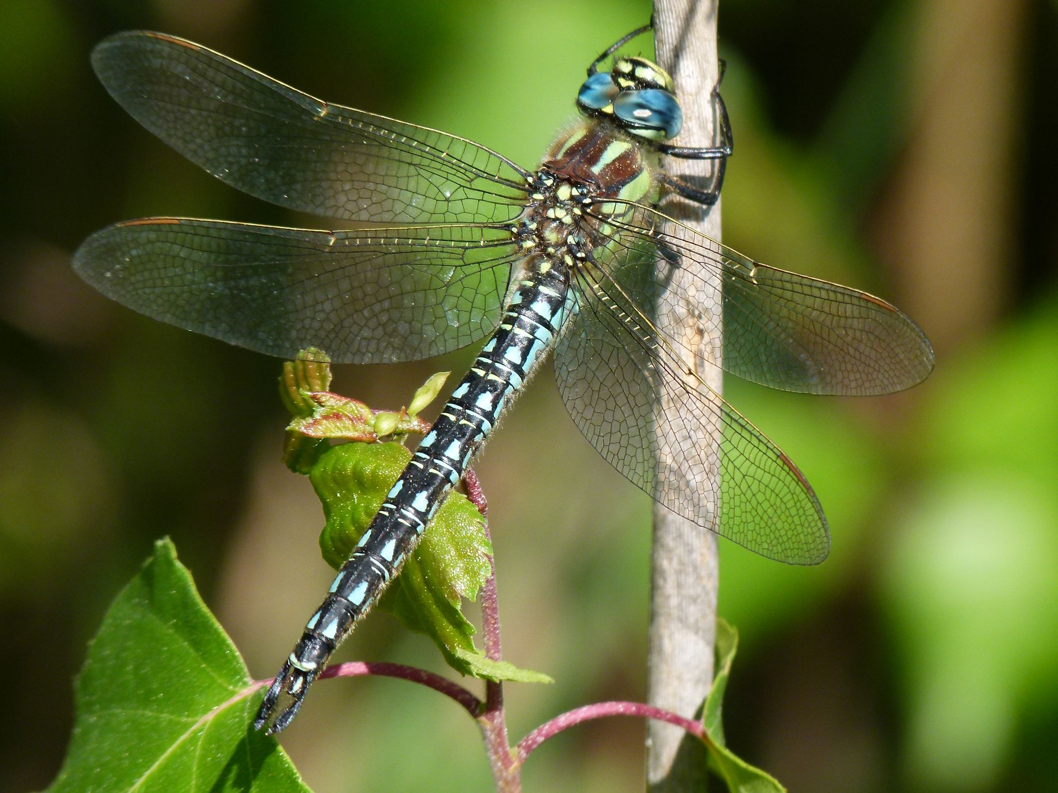 Männchen des Frühen Schilfjäger (Foto: Günter Farka)
