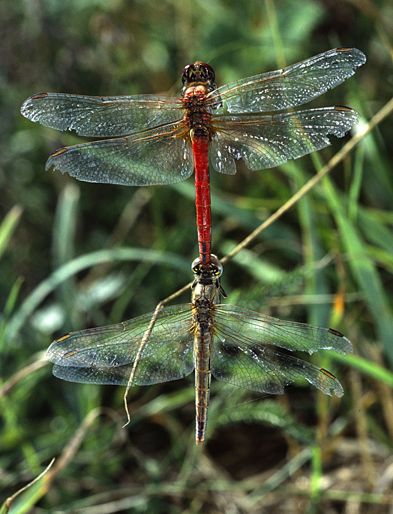 Frühe Heidelibellen (Sympetrum fonscolombii) bei der Paarung, das Männchen (oben) hält das Weibchen.