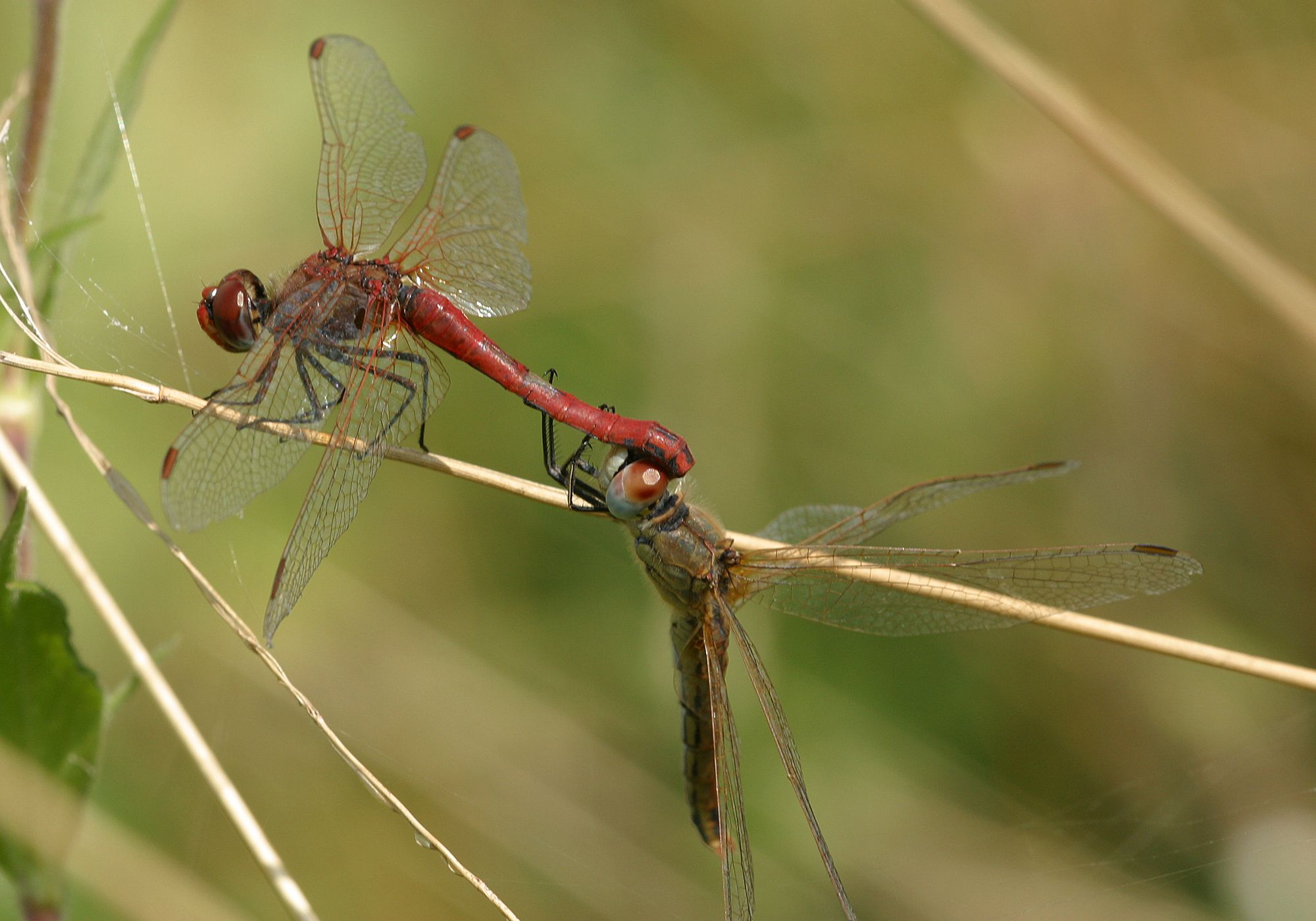 Frühe Heidelibellen (Sympetrum fonscolombii) bei der Paarung, das Weibchen hängt unten.