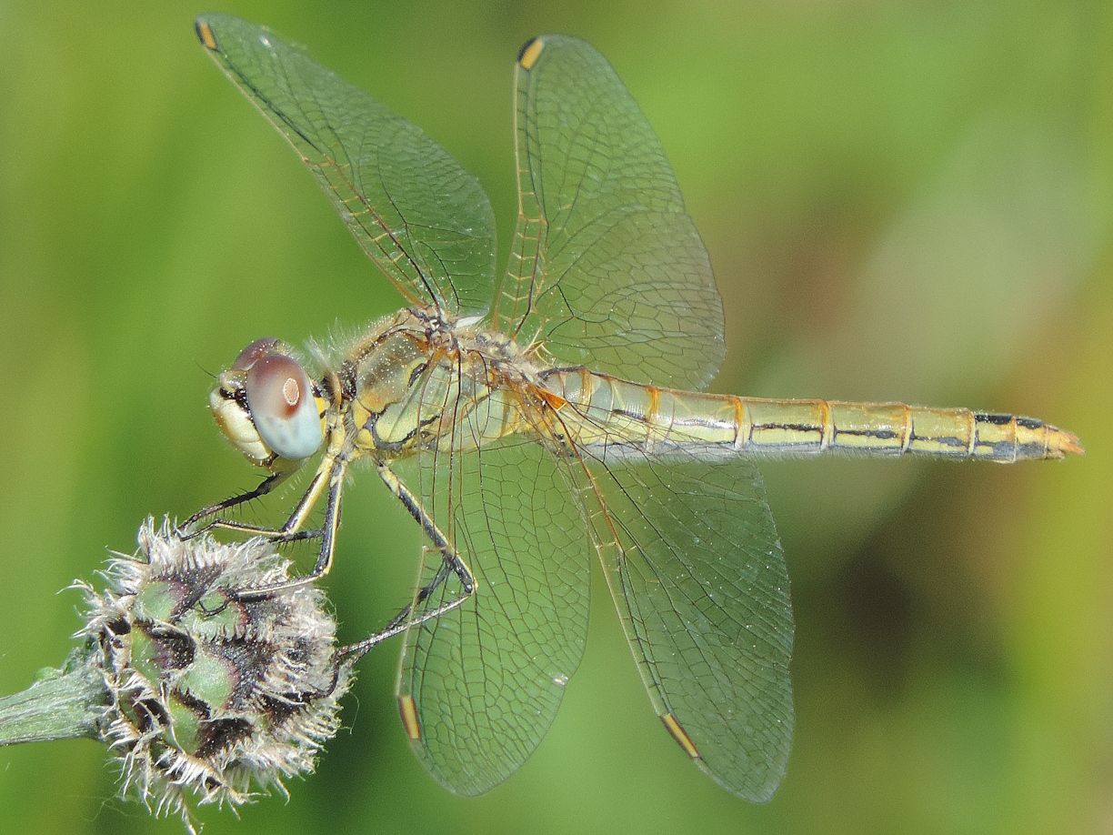 Weibchen der Frühen Heidelibelle (Foto: Günter Farka) Weibchen der Frühen Heidelibelle (Foto: Günter Farka)