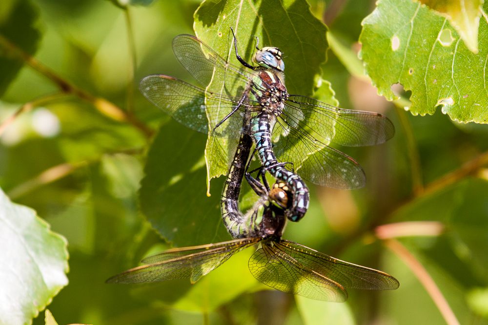 Zwei Frühe Schilfjäger (Brachytron pratense) bilden das Paarungsrad, das Männchen (oben) hält das Weibchen am Kopf