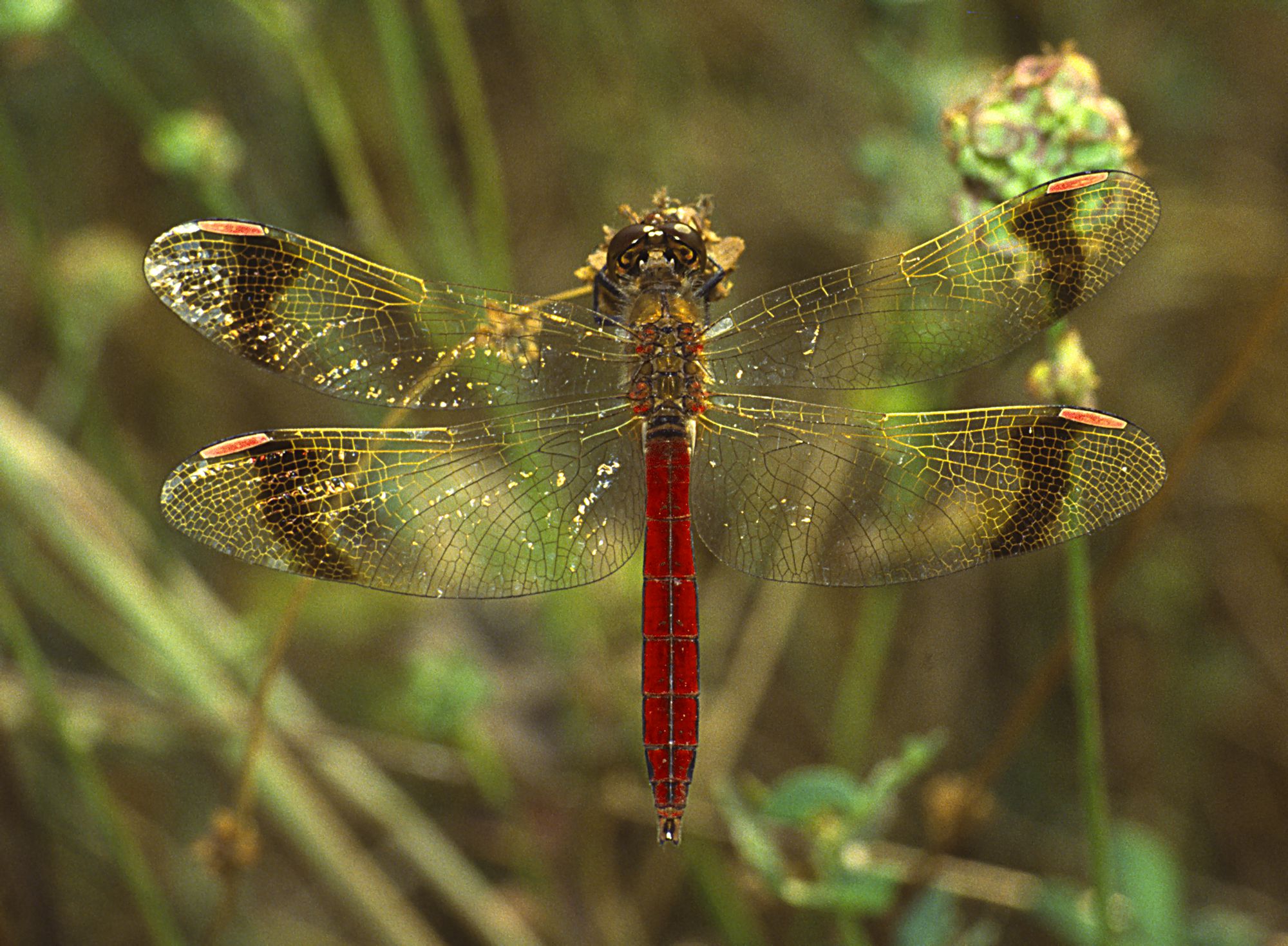 Männliche Gebänderte Heidelibelle (Sympetrum pedemontanum).