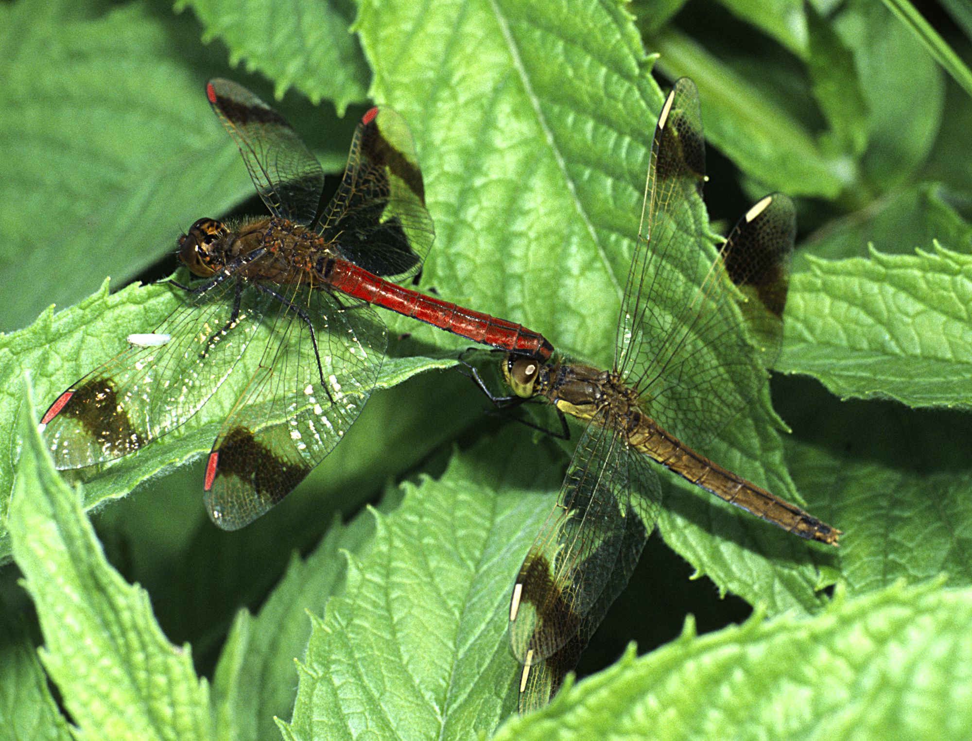 Gebänderte Heidelibellen (Sympetrum pedemontanum) bei der Paarung, das Männchen hält das Weibchen (rechts).