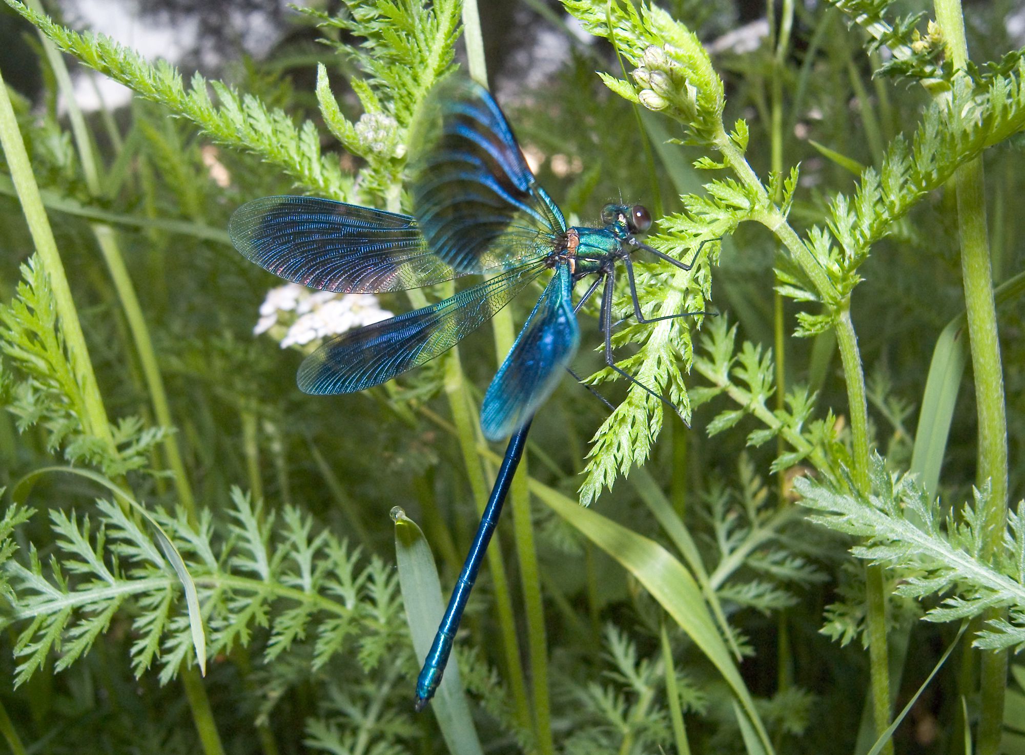 Eine männliche Gebänderte Prachtlibelle (Calopteryx splendens) im Landeanflug.