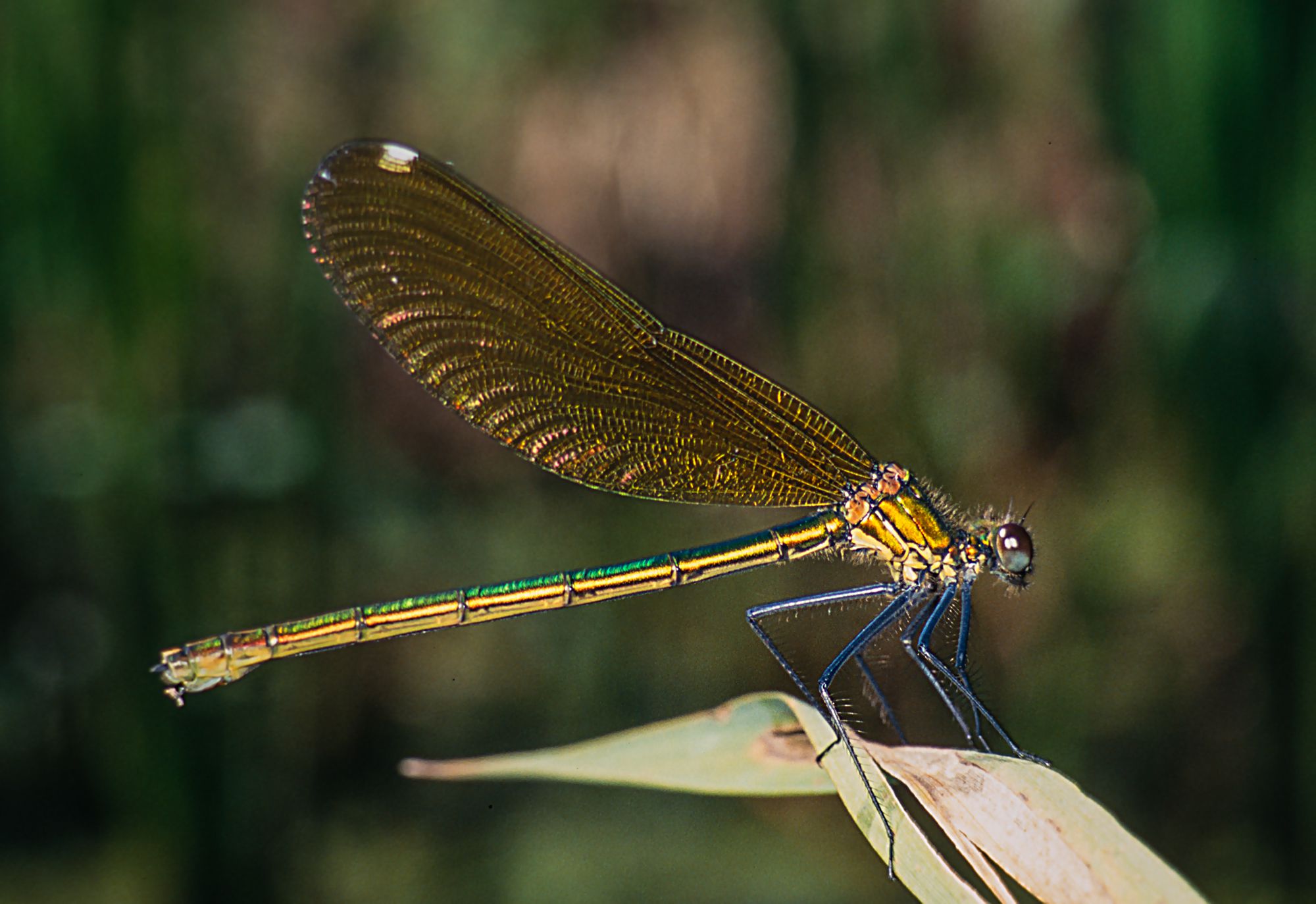 Ein Weibchen der Gebänderten Prachtlibelle (Calopteryx splendens) sitzt auf einem Blatt.