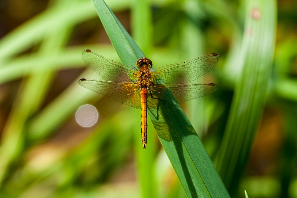 Männliche Gefleckte Heidelibelle (Sympetrum flaveolum)