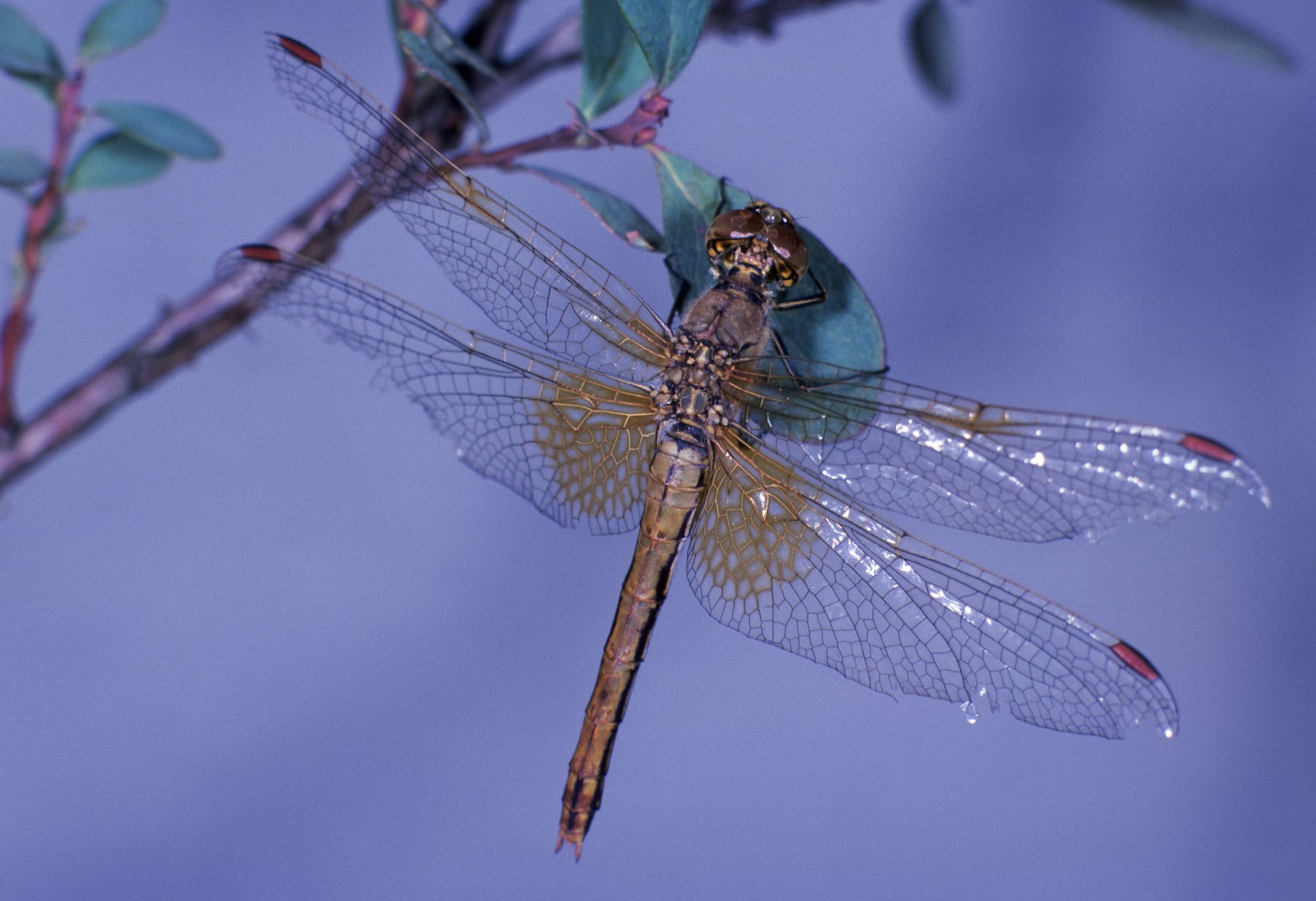  Eine weibliche Gefleckte Heidelibelle (Sympetrum flaveolum)