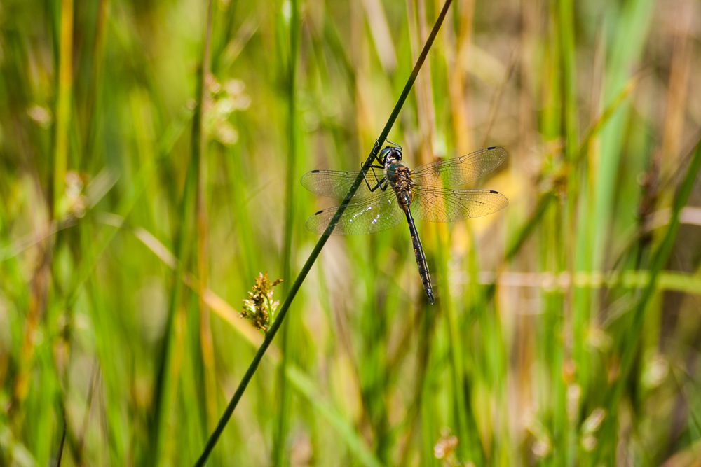 Männliche Gefleckte Smaragdlibelle (Somatochlora flavomaculata)