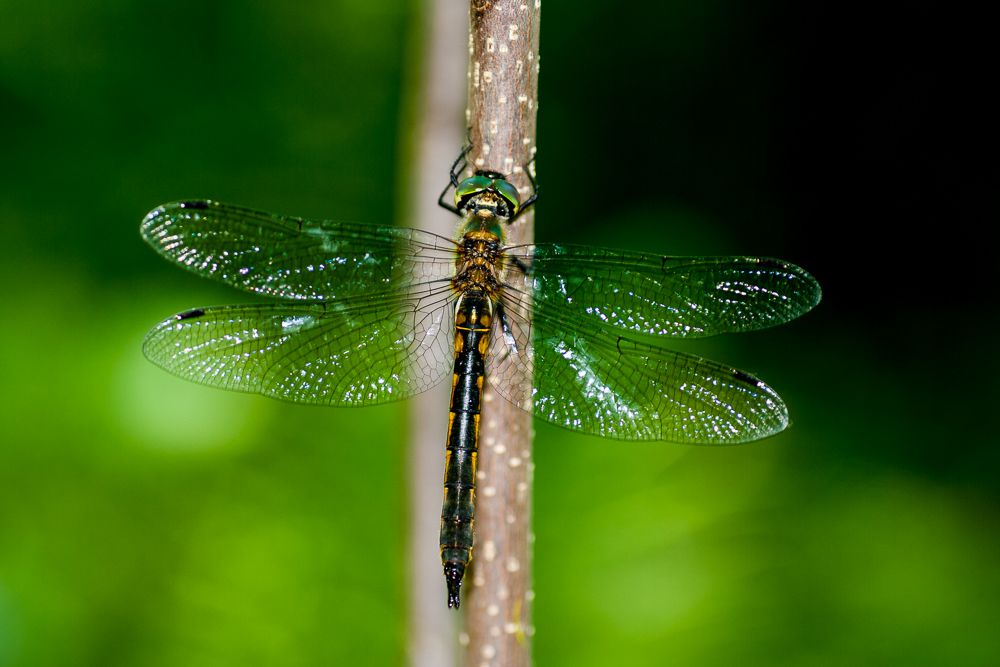 Weibliche Gefleckte Smaragdlibelle (Somatochlora flavomaculata)