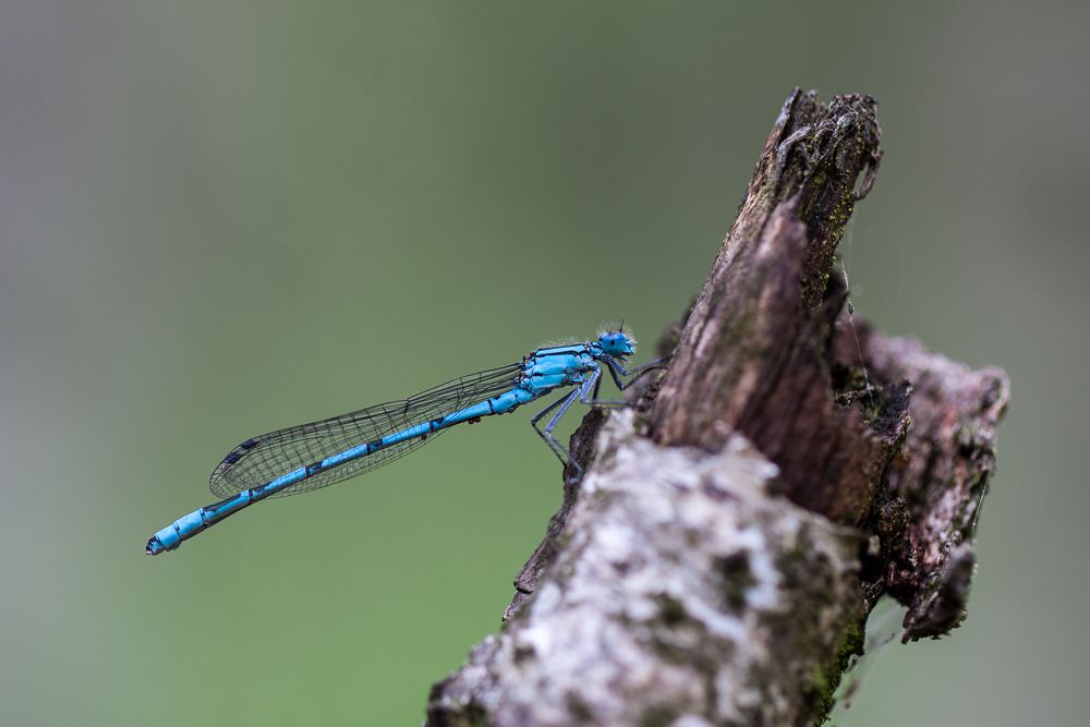 Eine männliche Becher-Azurjungfer (Enallagma cyathigerum)