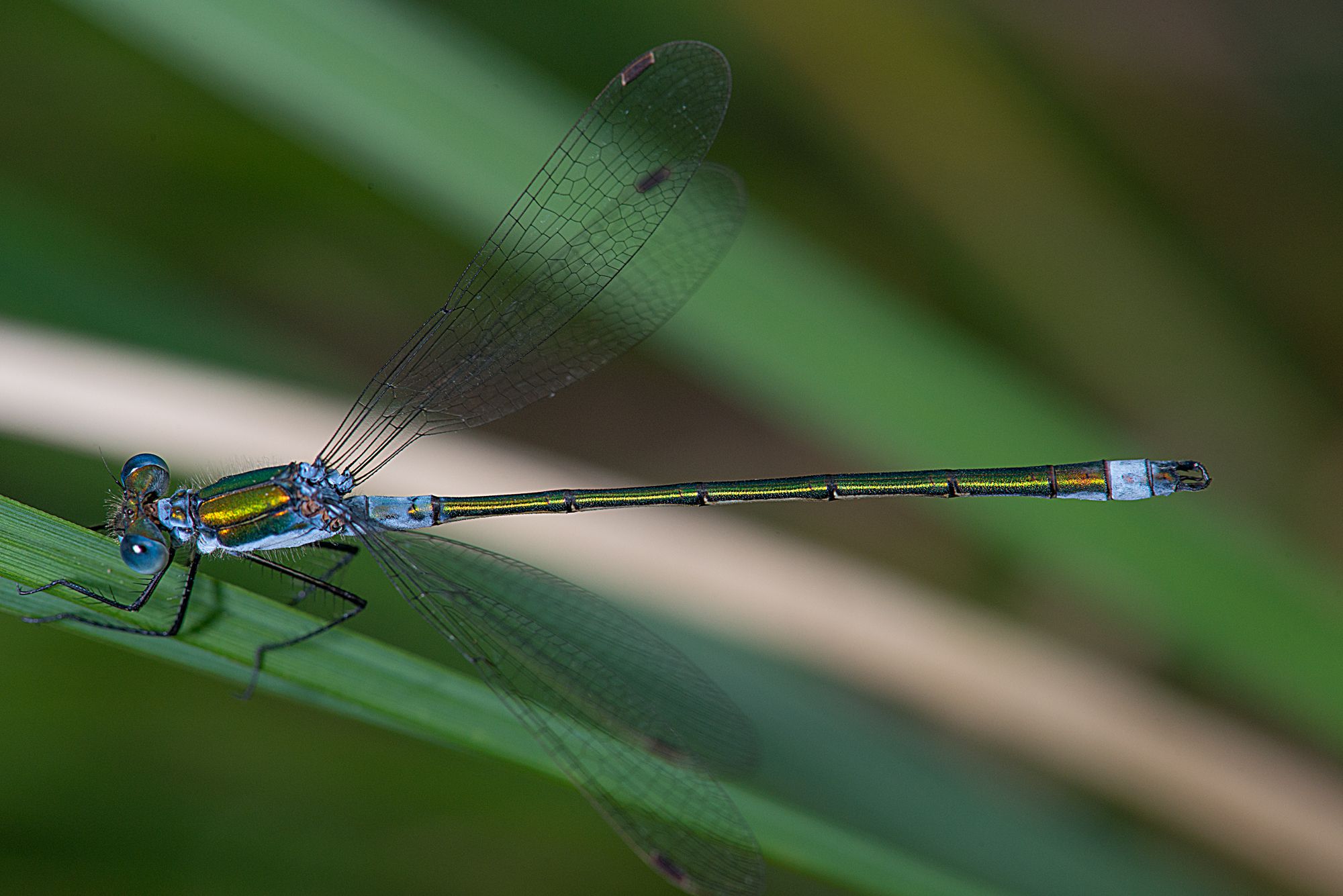 Eine männliche Gemeine Binsenjungfer (Lestes sponsa)