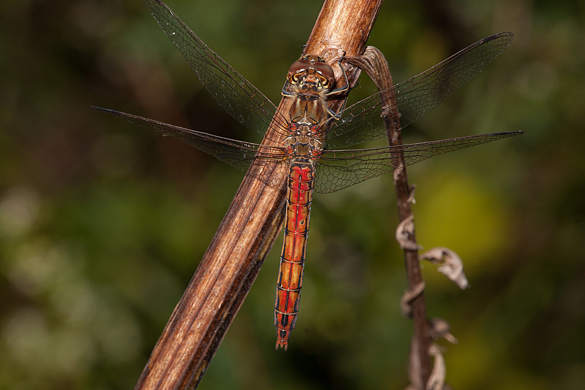 Eine weibliche Gemeine Heidelibelle (Sympetrum vulgatum)