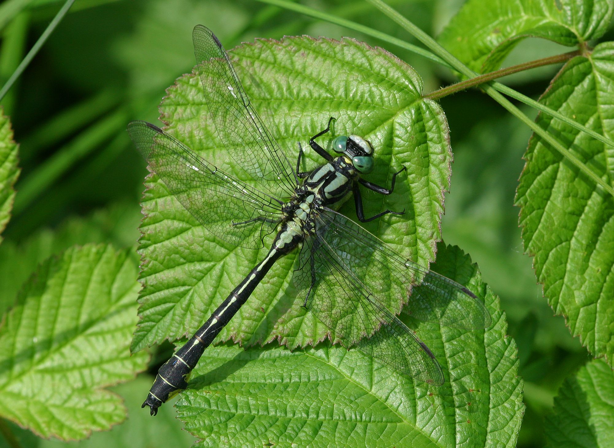 Eine männliche Gemeine Keiljungfer (Gomphus vulgatissimus)