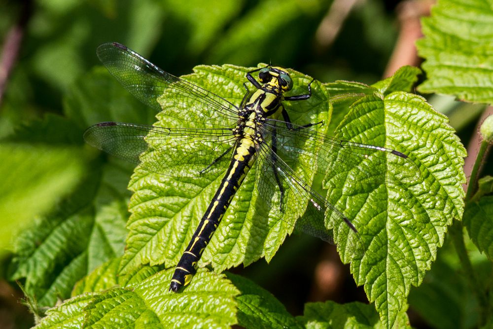 Eine weibliche Gemeine Keiljungfer (Gomphus vulgatissimus)