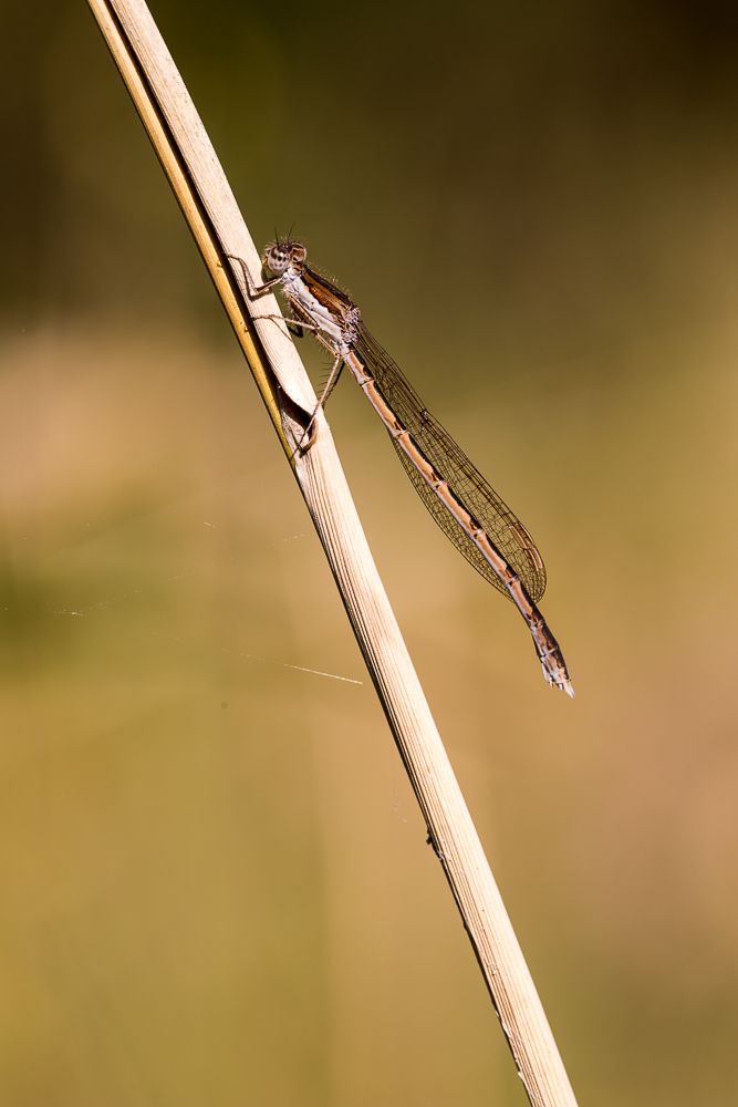 Eine weibliche Gemeine Winterlibelle (Sympecma fusca)