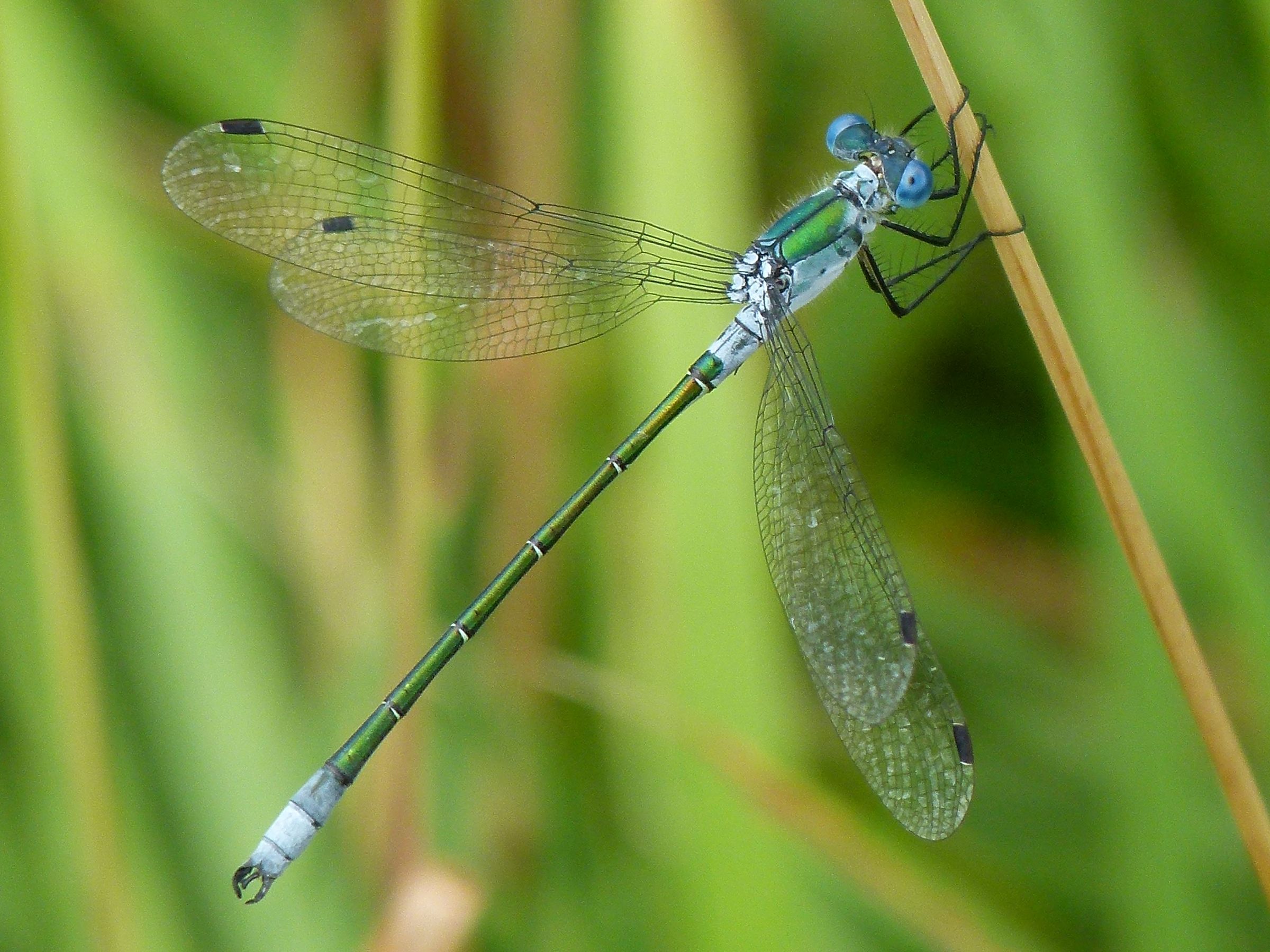 Männchen der Glänzenden Binsenjungfer (Foto: Günter Farka)