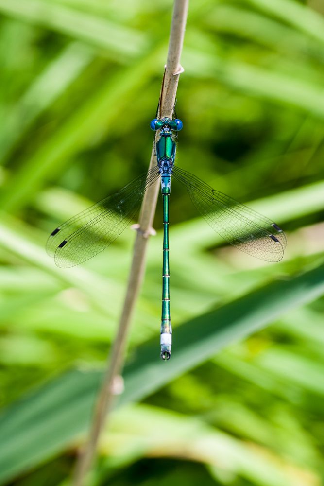 Eine männliche Glänzende Binsenjungfer (Lestes dryas)