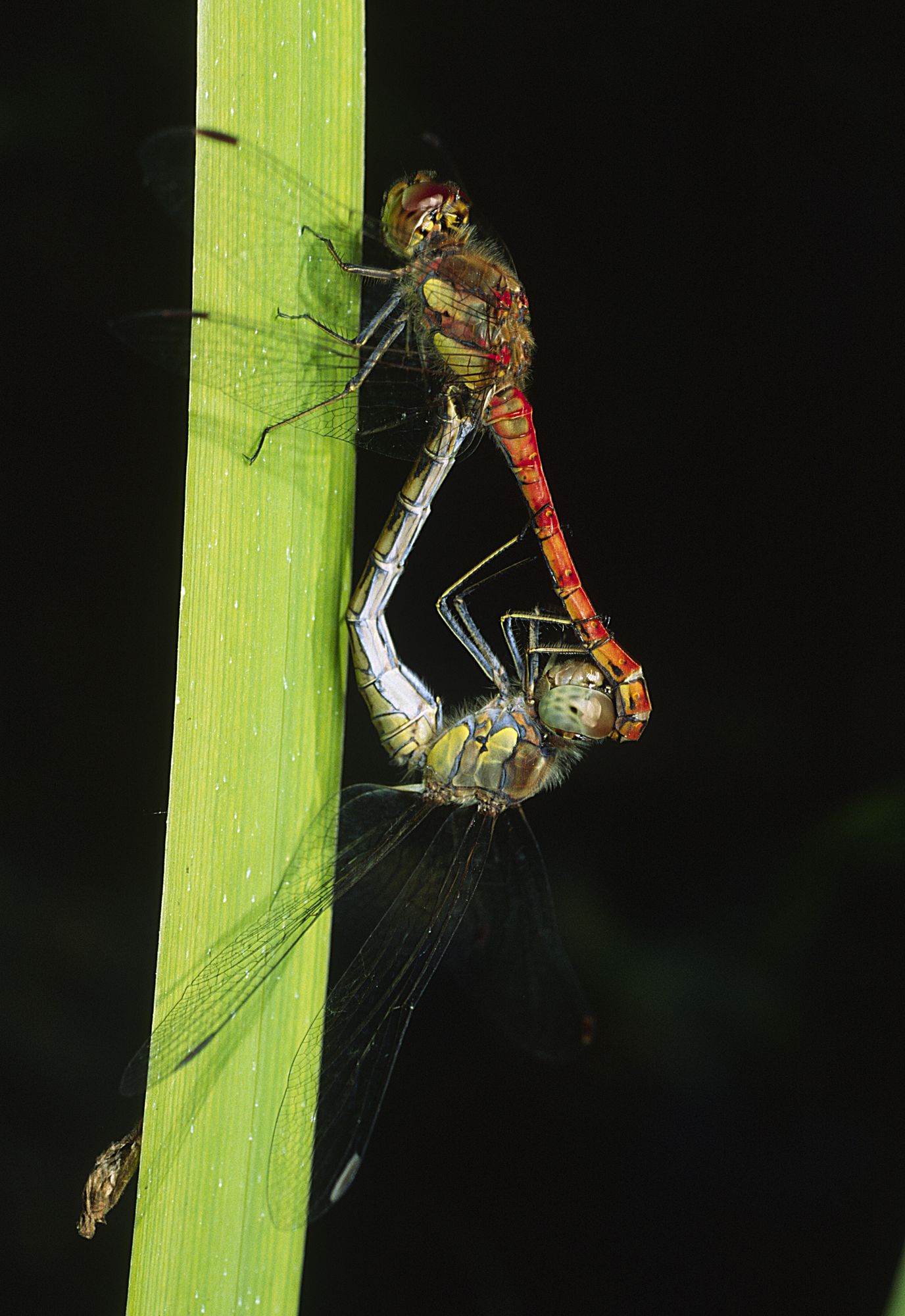 Große Heidelibellen (Sympetrum striolatum) bei der Paarung, das Weibchen befindet sich unten.