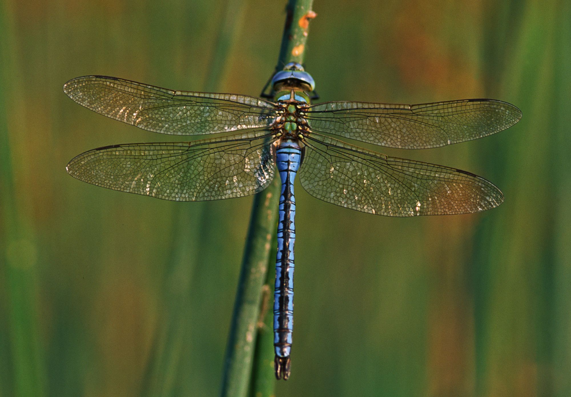 Eine männliche Große Königslibelle (Anax imperator)