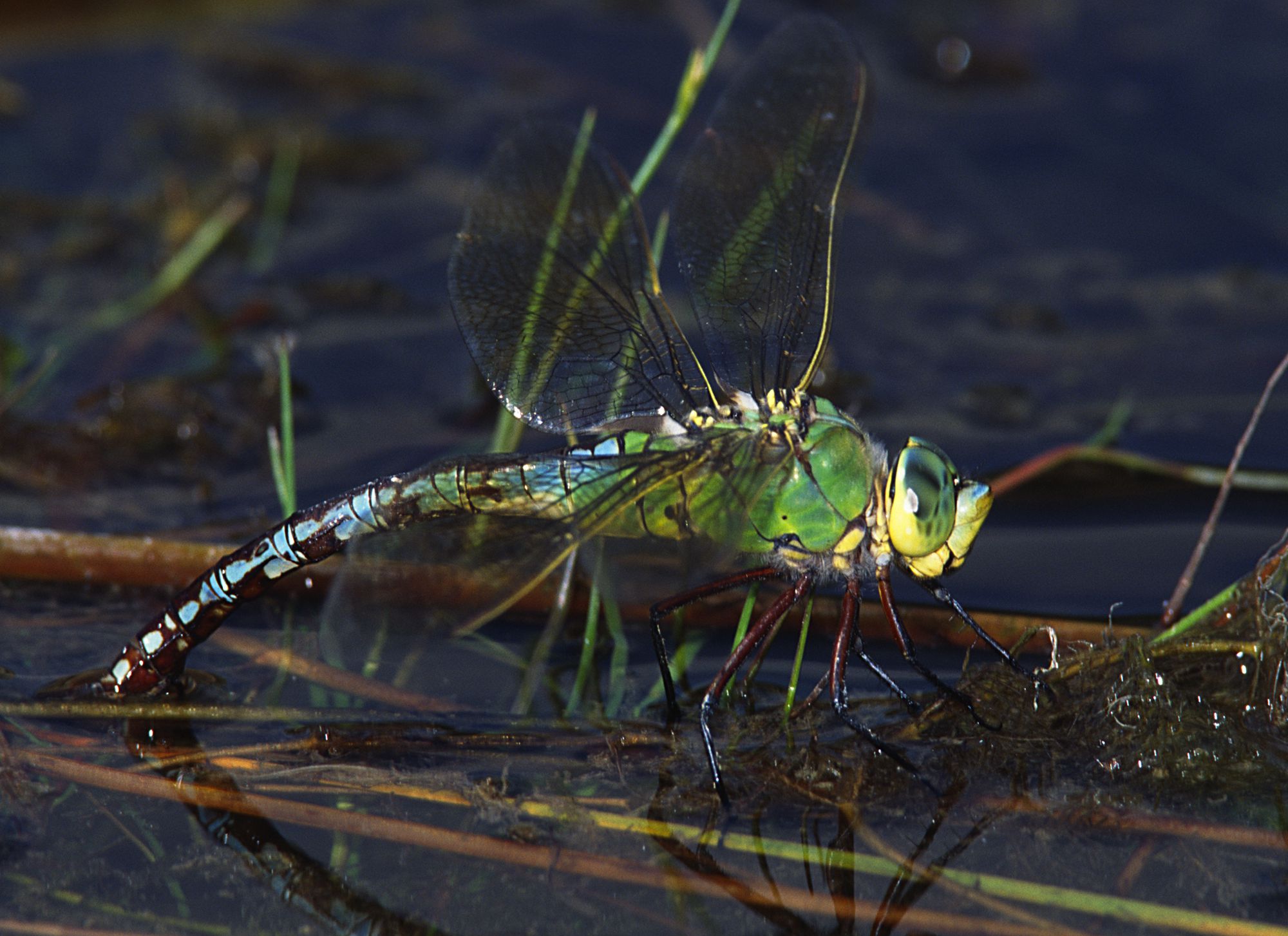 Eine weibliche Große Königslibelle (Anax imperator)