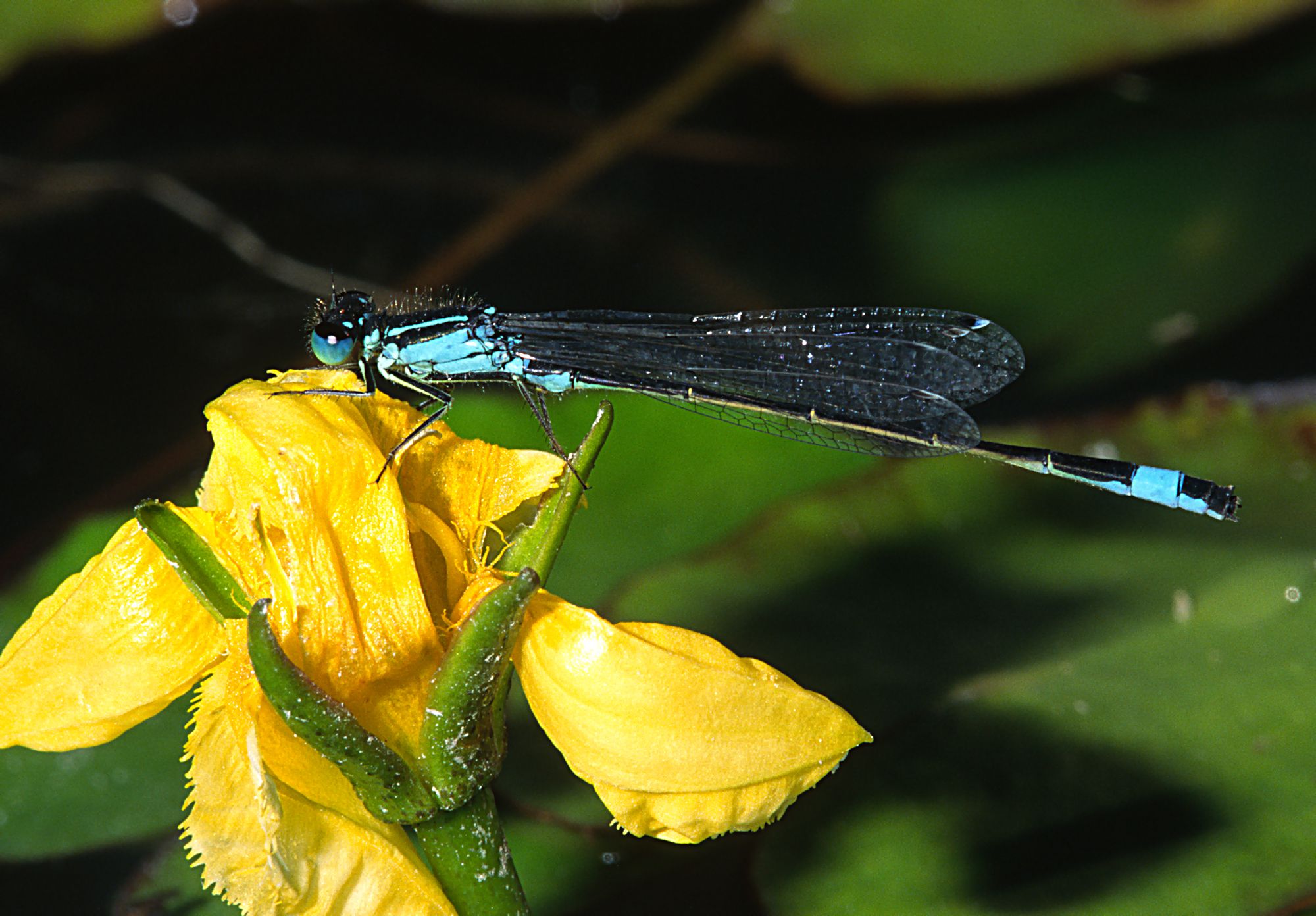 Eine männliche Große Pechlibelle (Ischnura elegans)