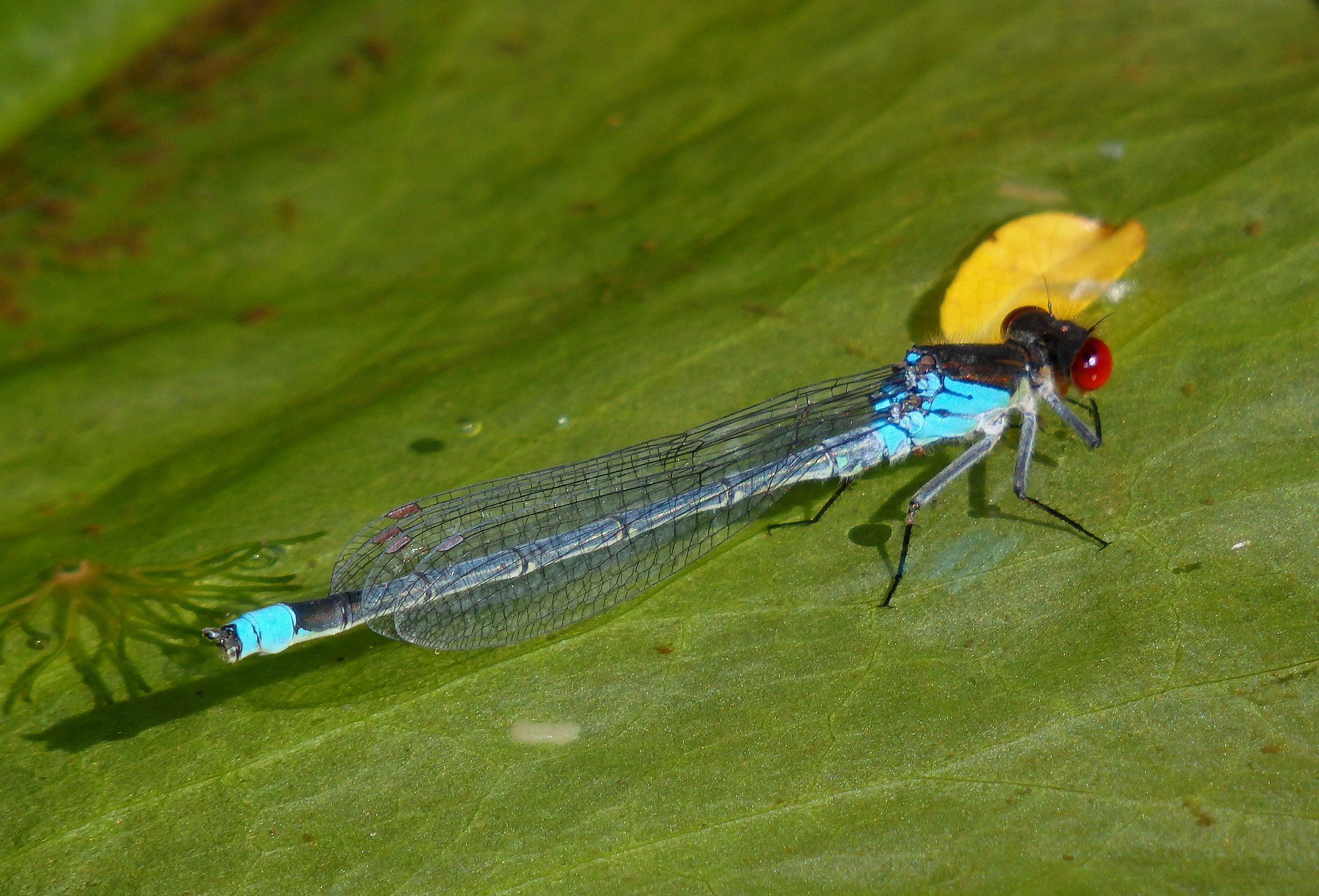 Ein männliches Großes Granatauge (Erythromma najas)