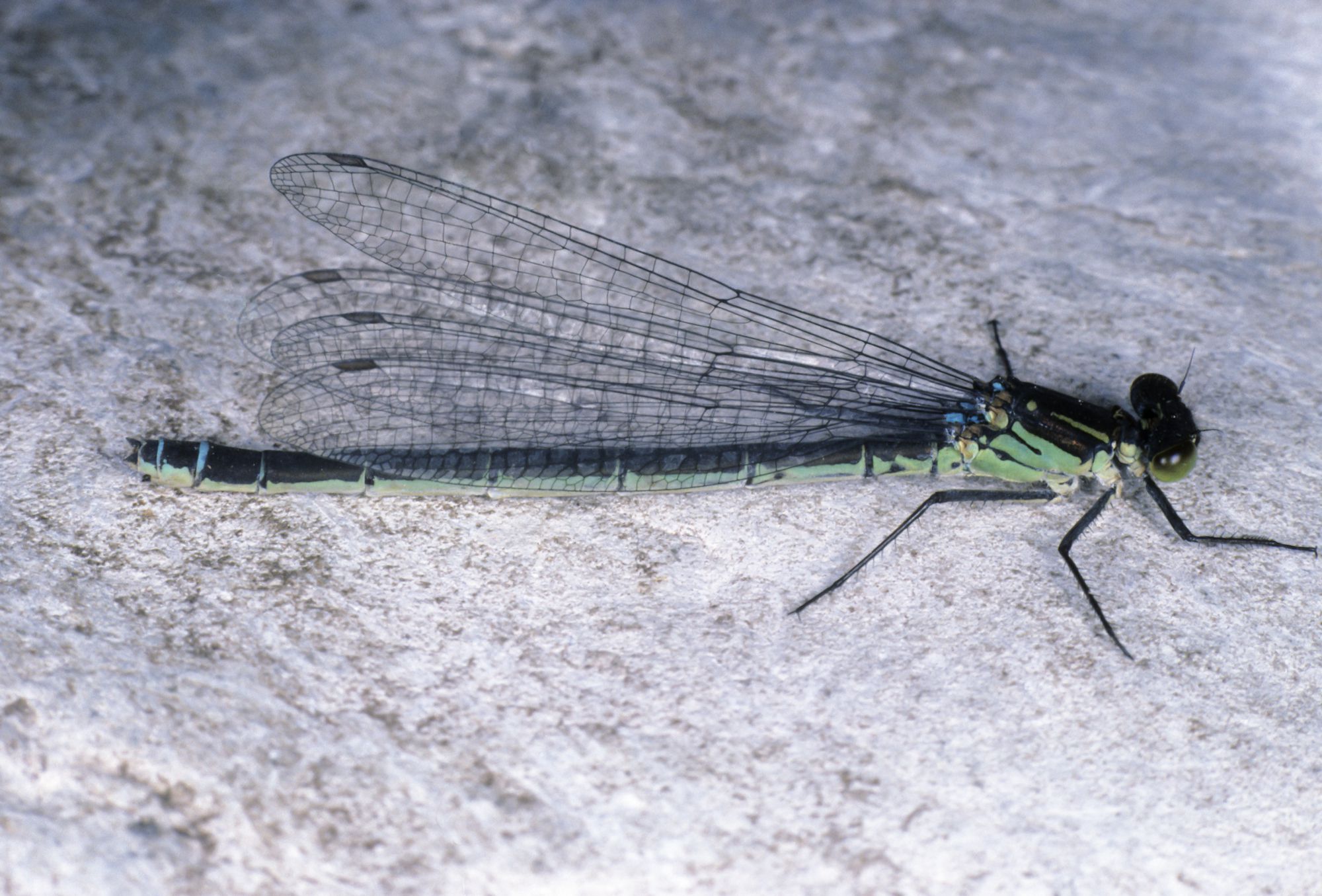 Ein weibliches Großes Granatauge (Erythromma najas)