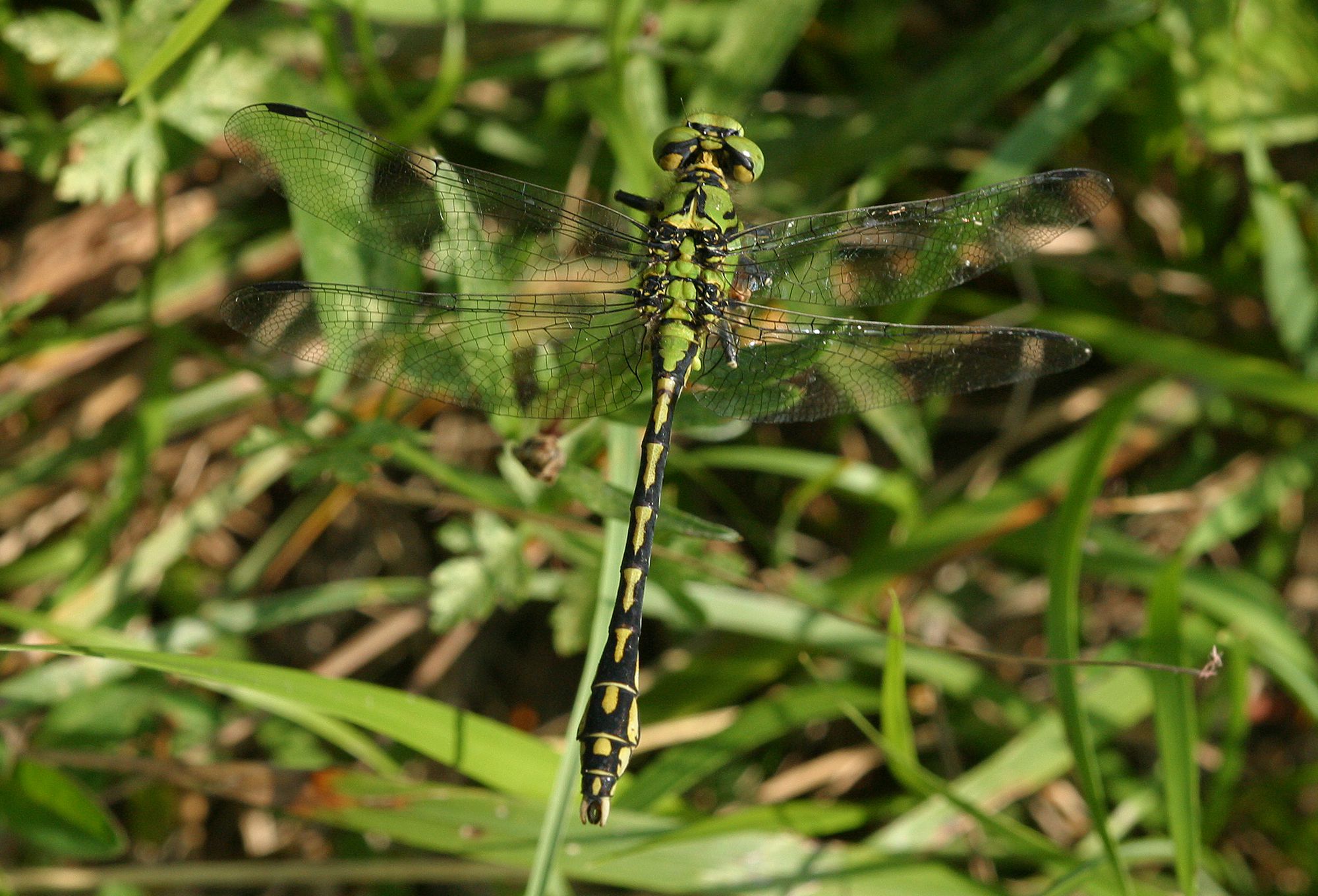 Eine männliche Grüne Flussjungfer (Ophiogomphus cecilia), früher auch als Grüne Keiljungfer bekannt.