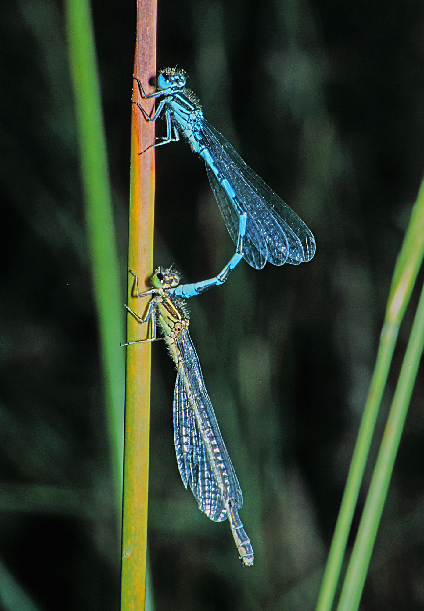 Helm-Azurjungfern (Coenagrion mercuriale) bei der Paarung, das Männchen hält das Weibchen (unten) am Kopf fest.