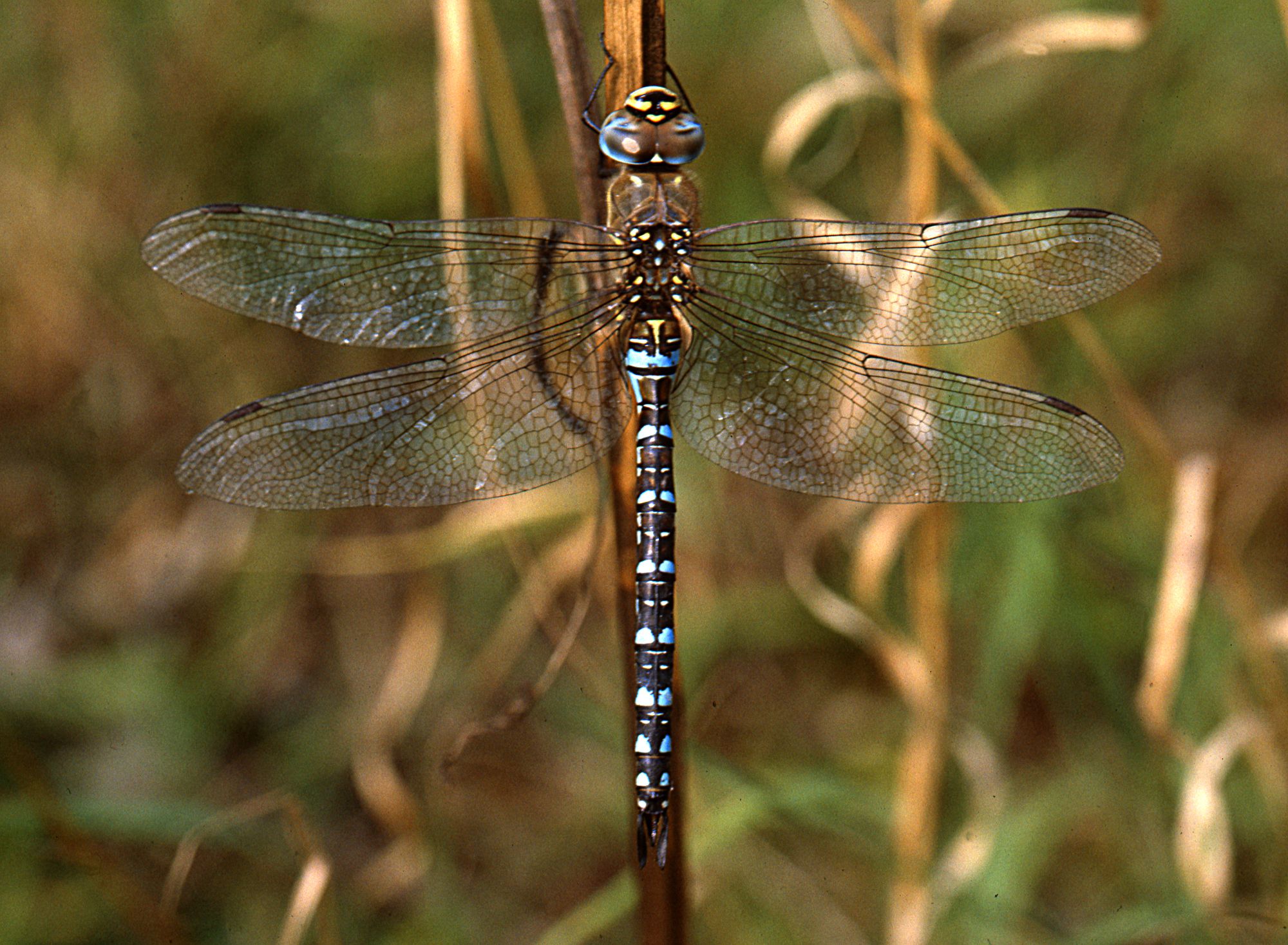 Eine männliche Herbst-Mosaikjungfer (Aeshna mixta)