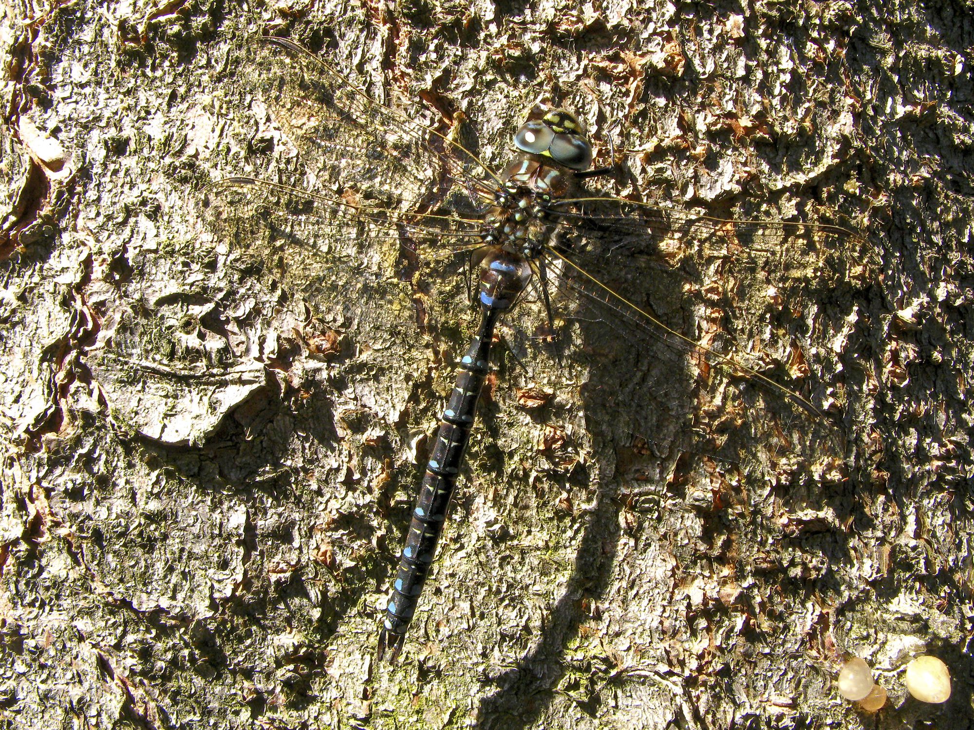 Eine männliche Hochmoor-Mosaikjungfer (Aeshna subarctica)