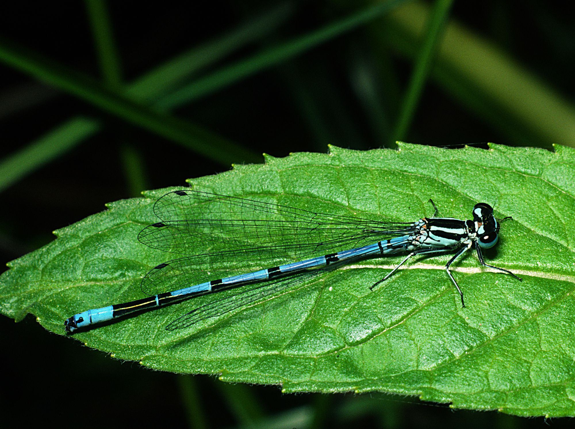 Eine männliche Hufeisen-Azurjungfer (Coenagrion puella)