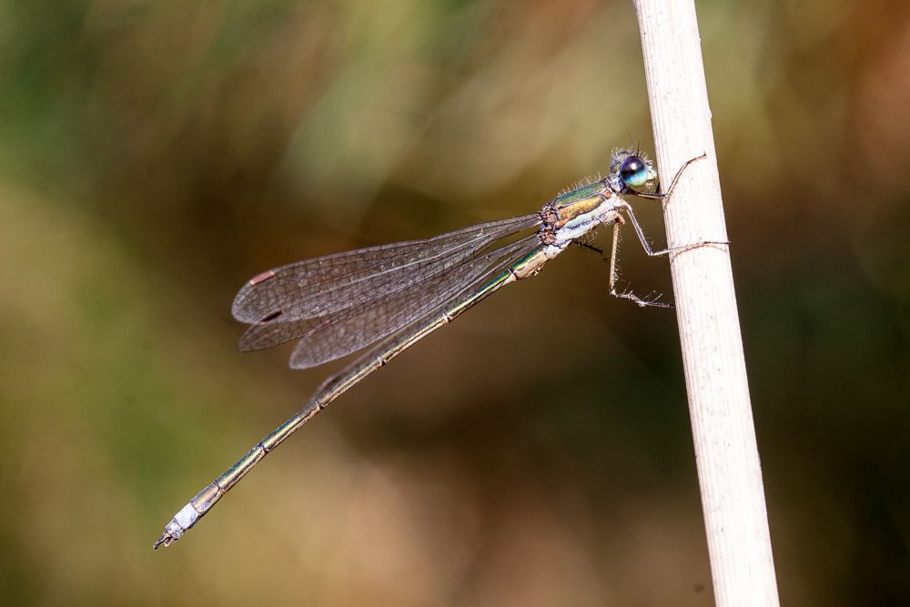 Eine männliche Kleine Binsenjungfer (Lestes virens)