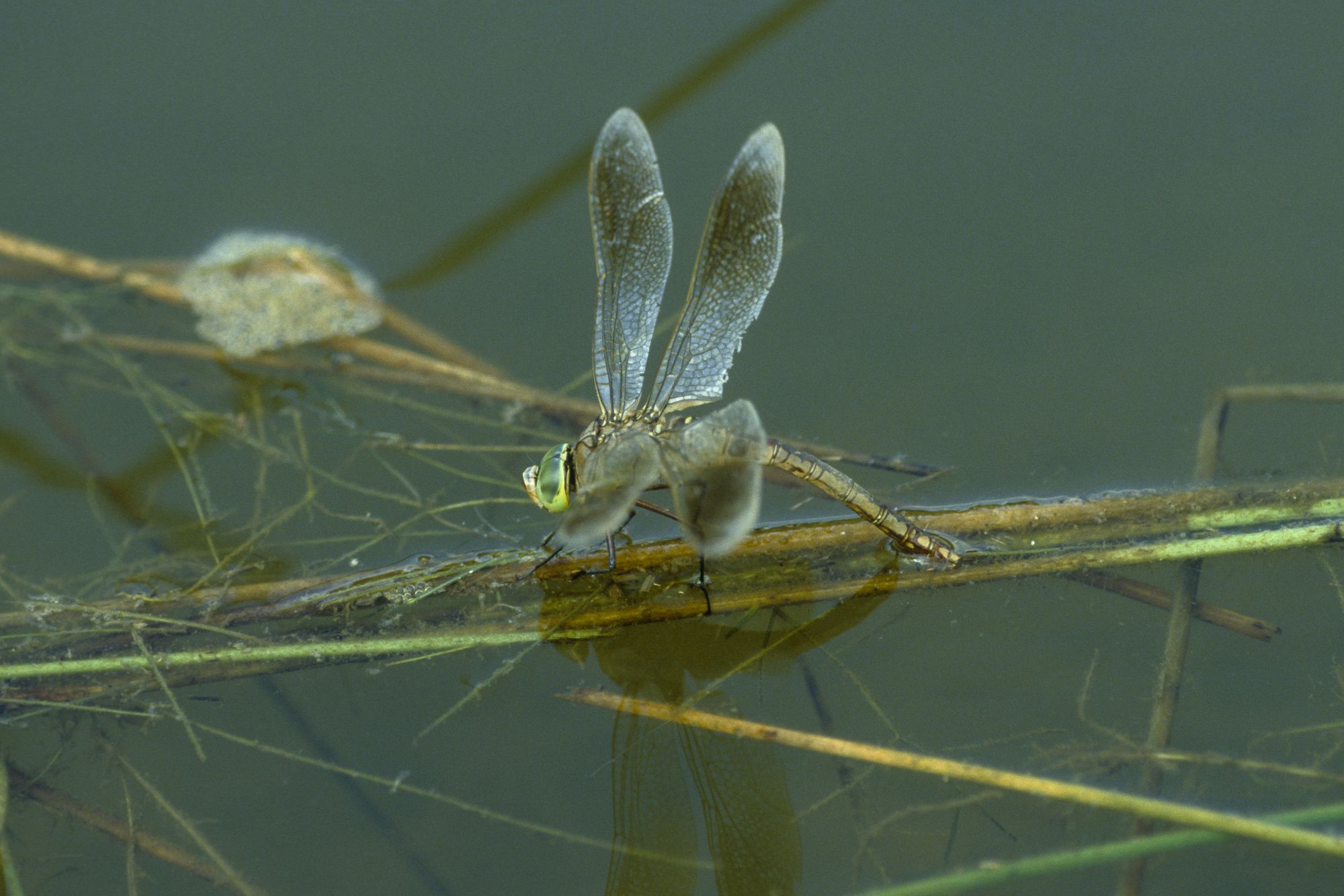 Eine weibliche Kleine Königslibelle (Anax parthenope)