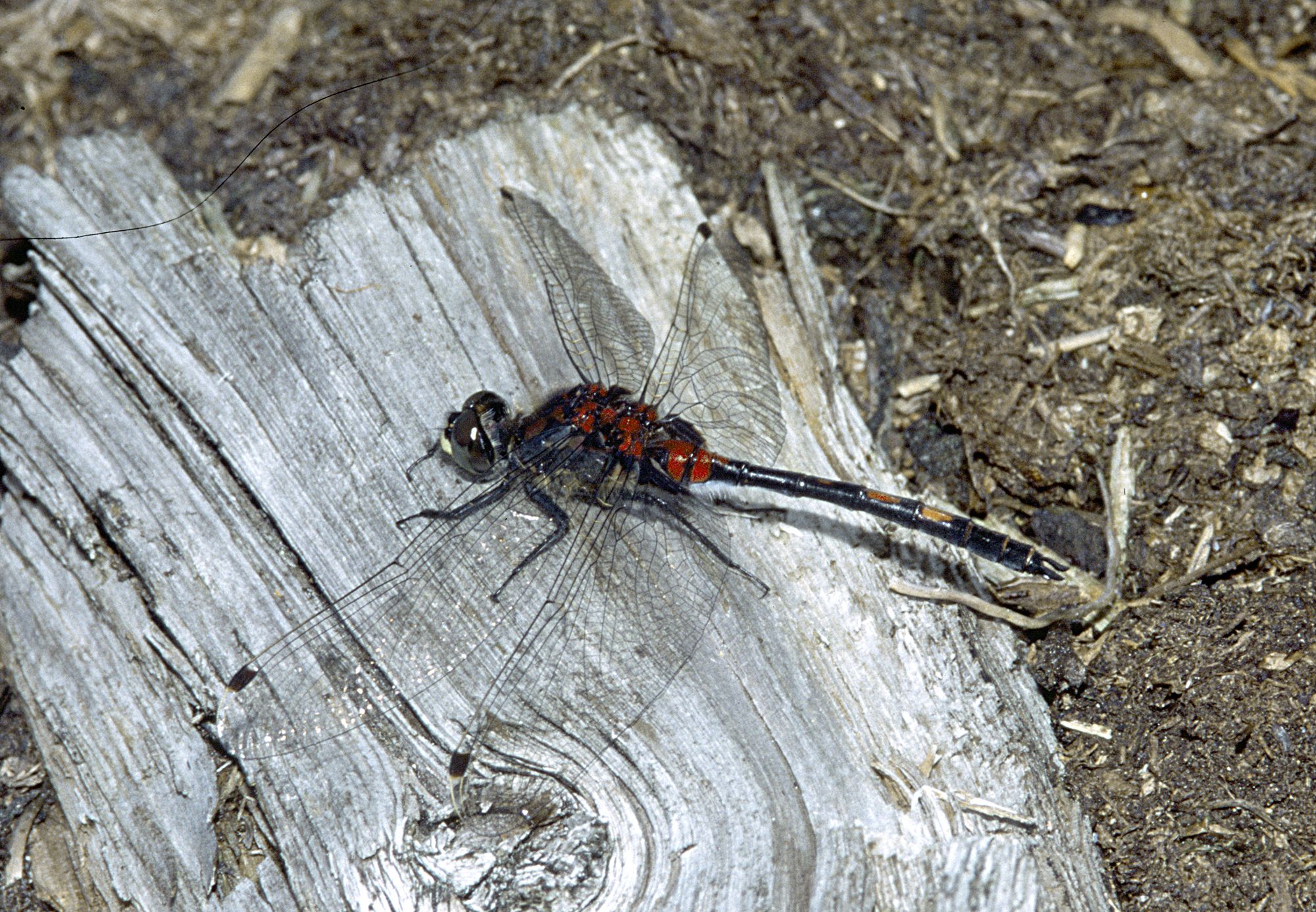 Eine männliche Kleine Moosjungfer (Leucorrhinia dubia)