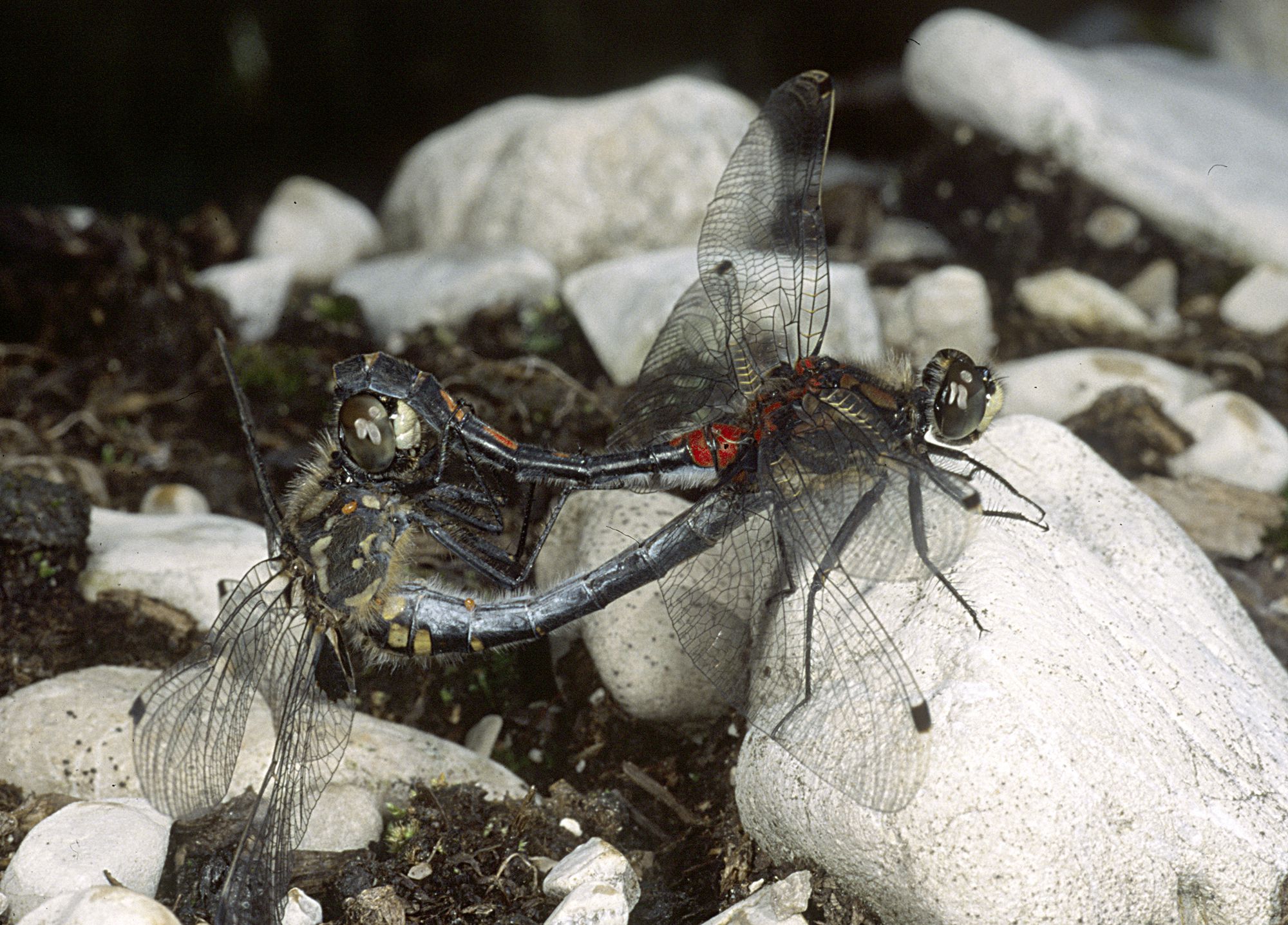 Kleine Moosjungfern (Leucorrhinia dubia) bei der Paarung, das Weibchen (unten) wird vom Männchen am Kopf gehalten.