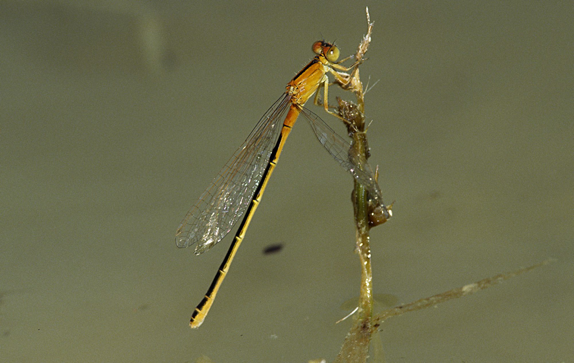 Eine weibliche Kleine Pechlibelle (Ischnura pumilio)