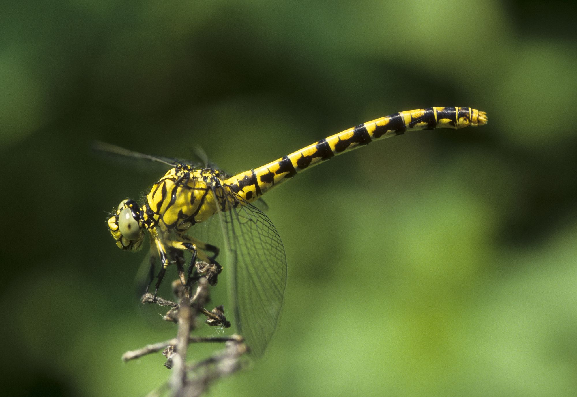 Eine weibliche Kleine Zangenlibelle (Onychogomphus forcipatus)