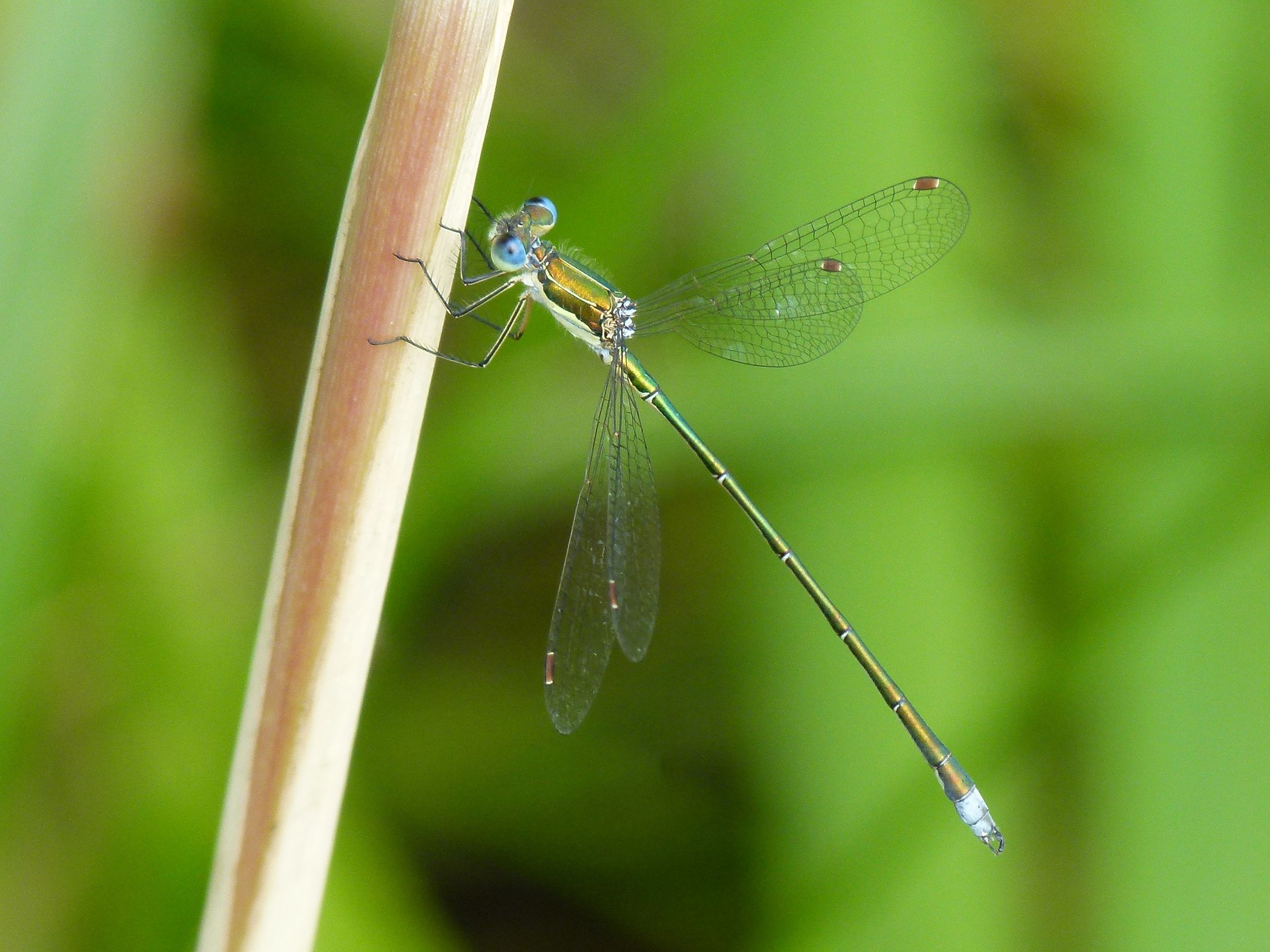 Männchen der Kleinen Binsenjungfer (Foto: Gunter Farka) Männchen der Kleinen Binsenjungfer (Foto: Gunter Farka)